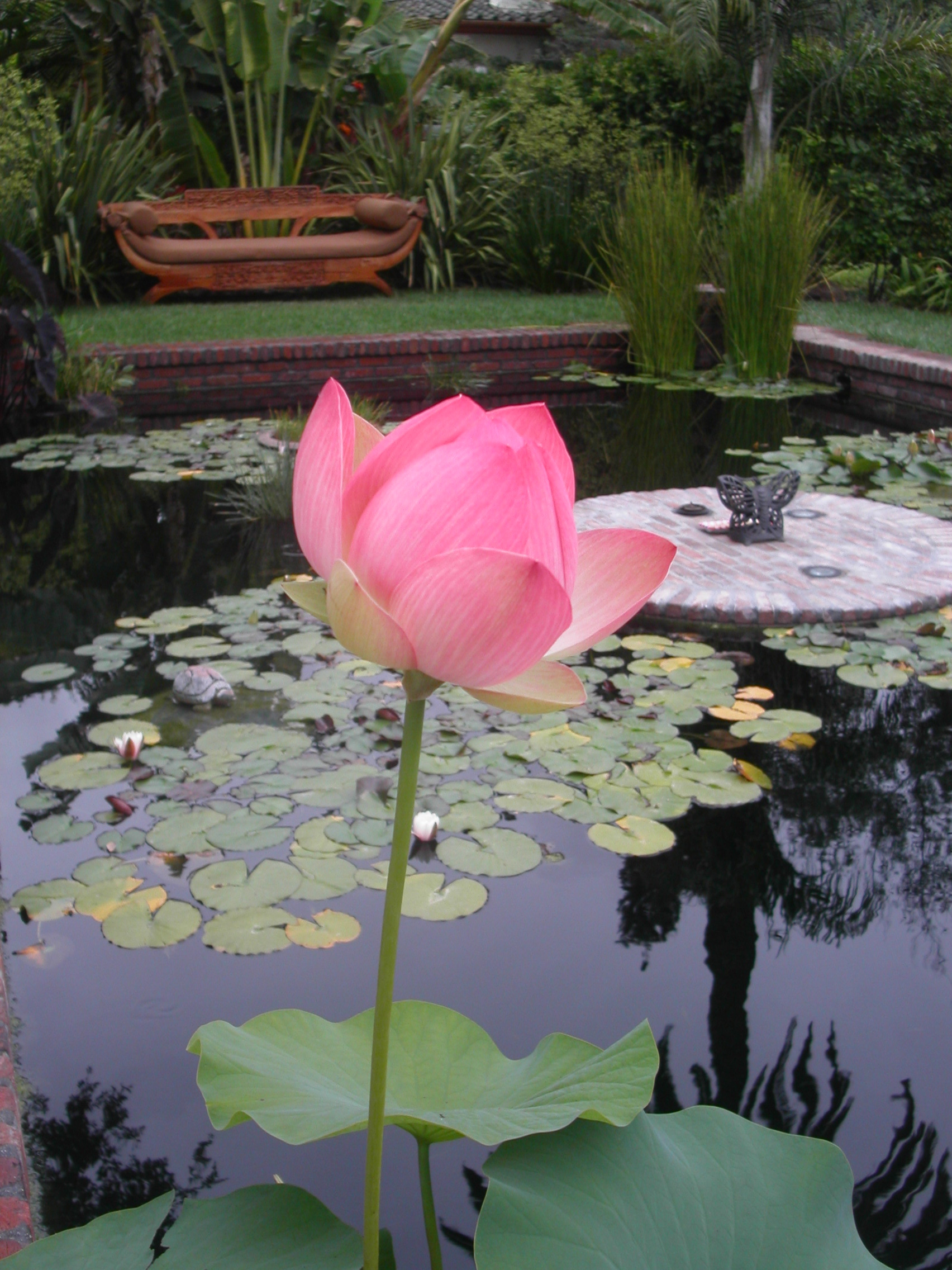 Free photo: Lotus pond - Green, Leaves, Lotus - Free Download - Jooinn