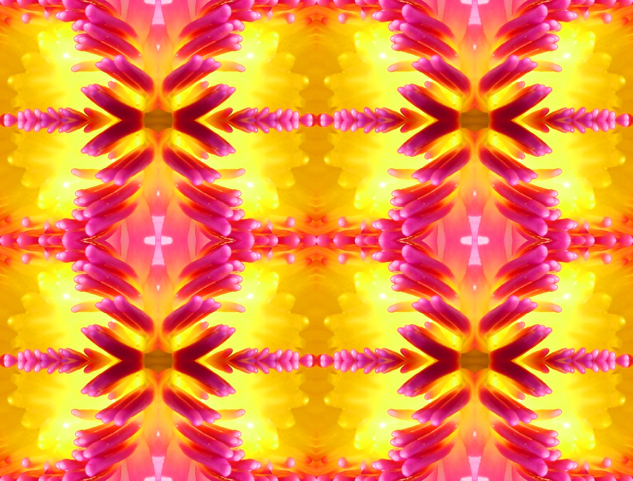 Lotus symmetry, Abstract, Fractal, Pink, Symmetrical, HQ Photo