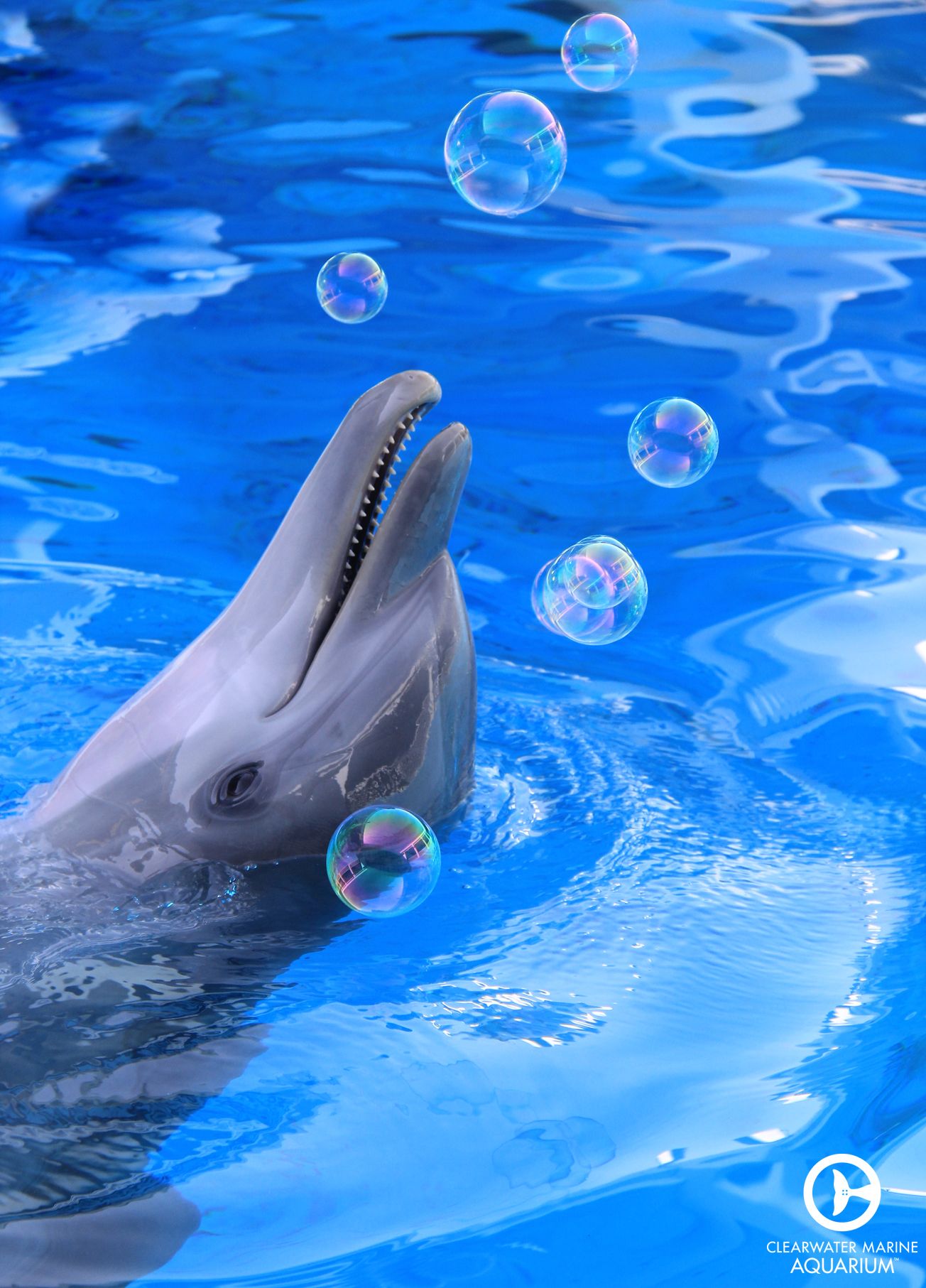 Did you know that Hope the dolphin absolutely LOVES bubbles?! | Love ...