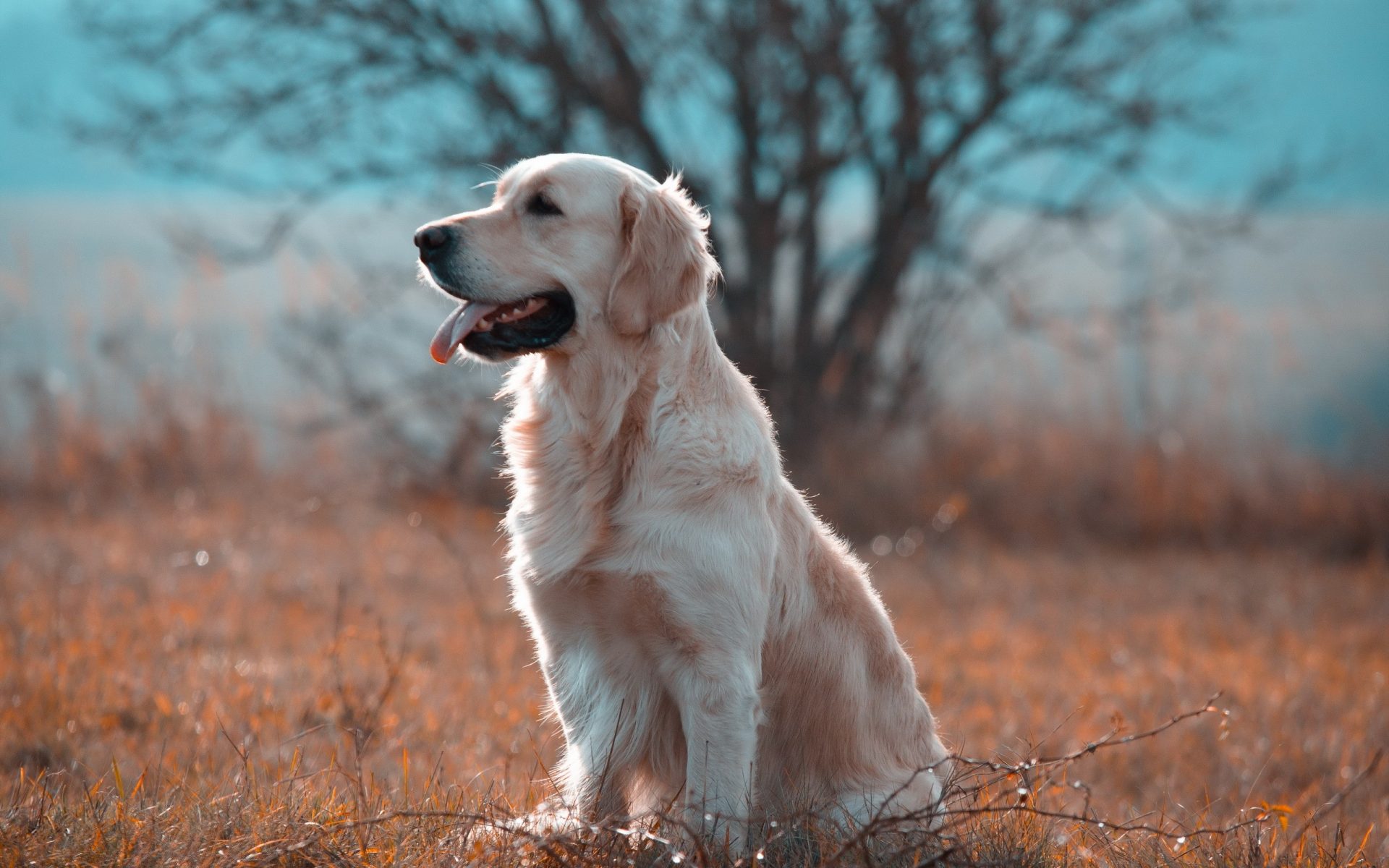 Animals Image 4k Background HD Picture lovely dog in the grass - HD ...