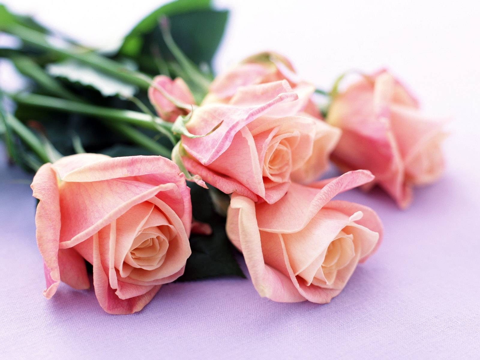 Flowers: Roses Beautiful Lovely Flowers Pink Flower Wallpaper Rose ...