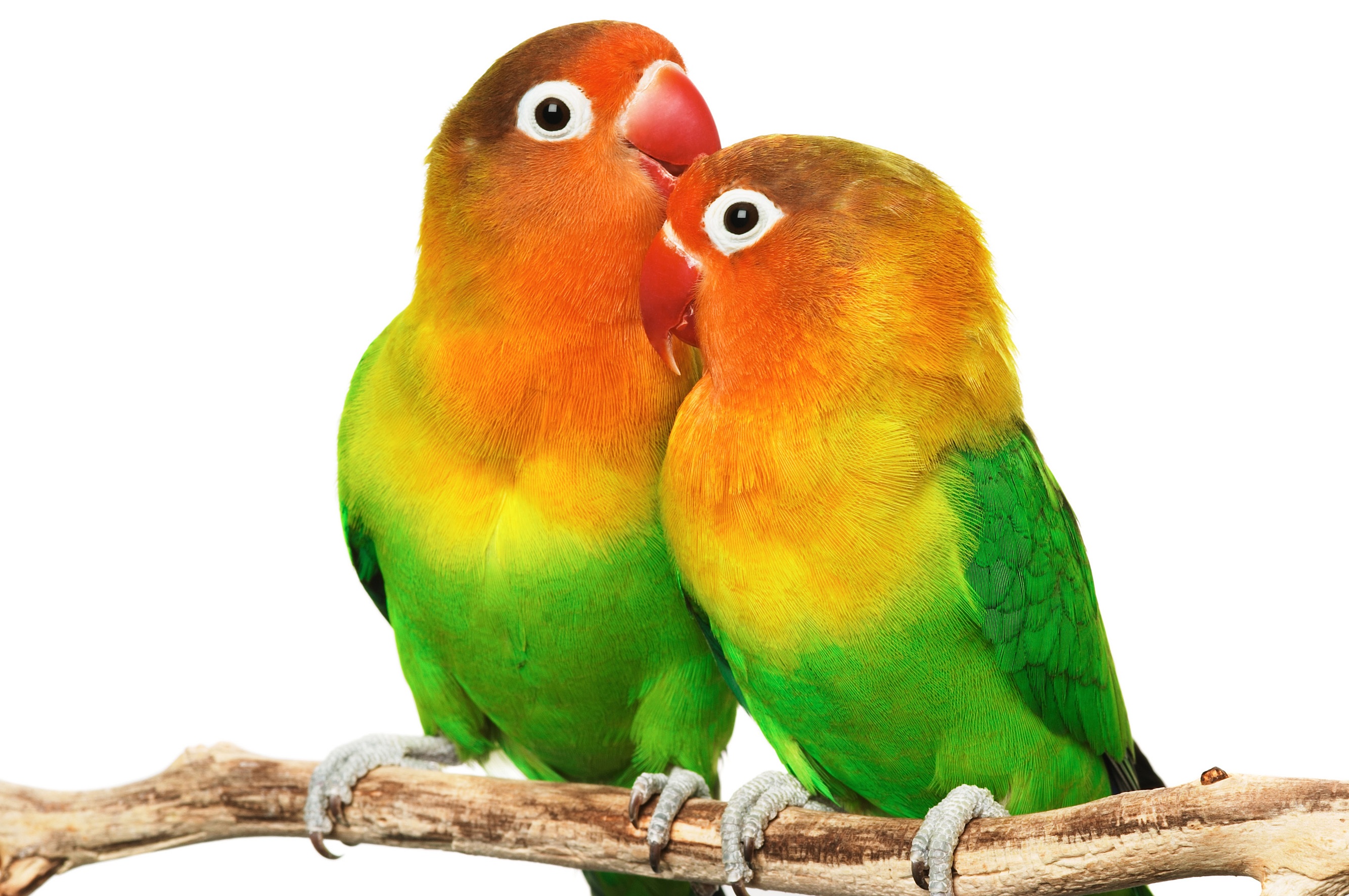 Love Birds HD Wallpapers - THIS Wallpaper