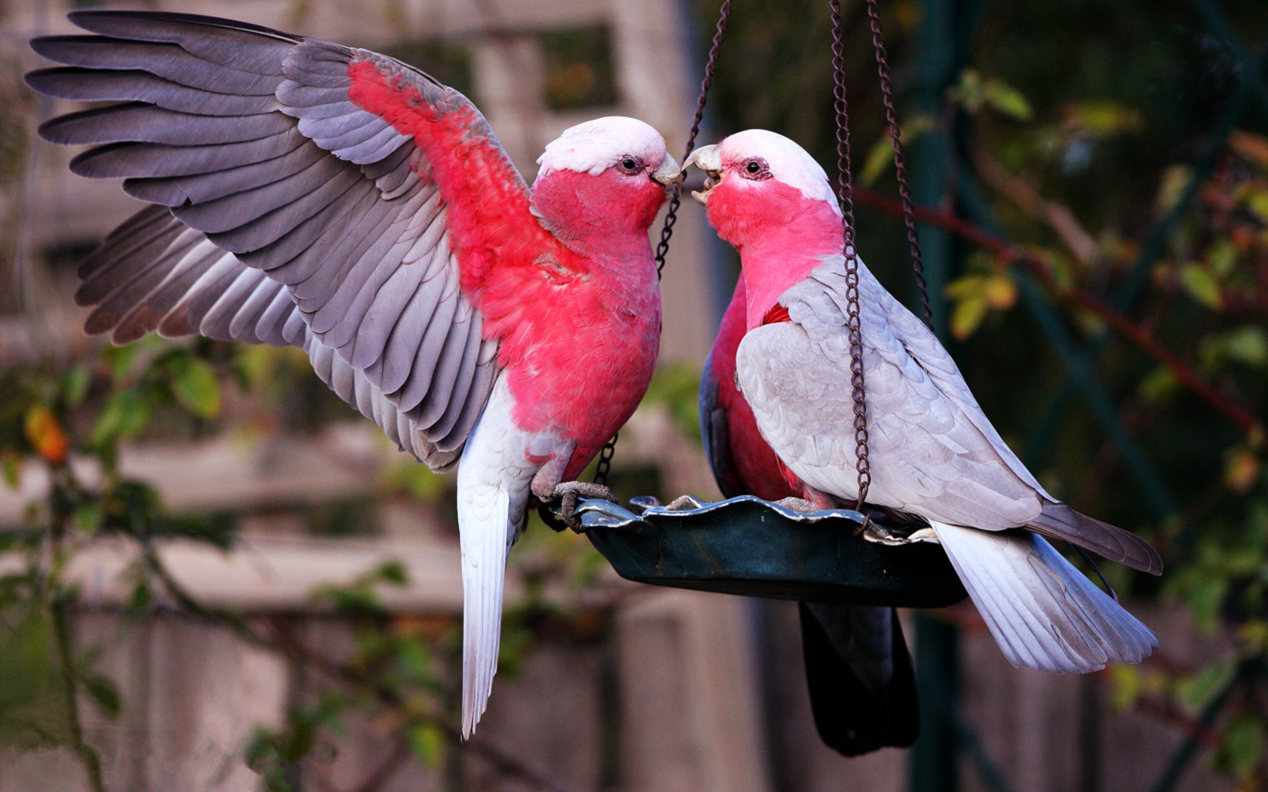 images of love birds and wallpaper