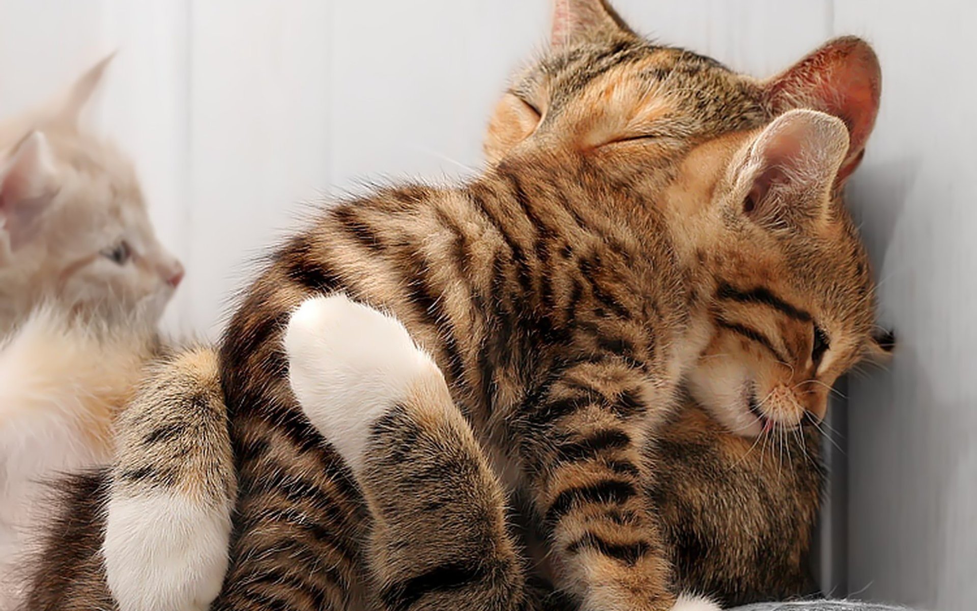 loving cats with kittens. What kind of people love cats? | Food ...