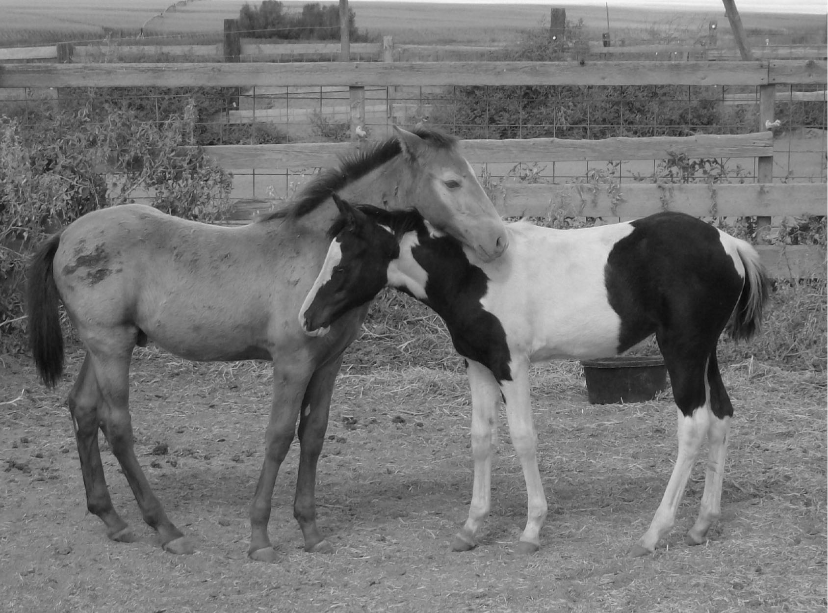 Loving colt, Animals, Black, Bspo07, Colt, HQ Photo