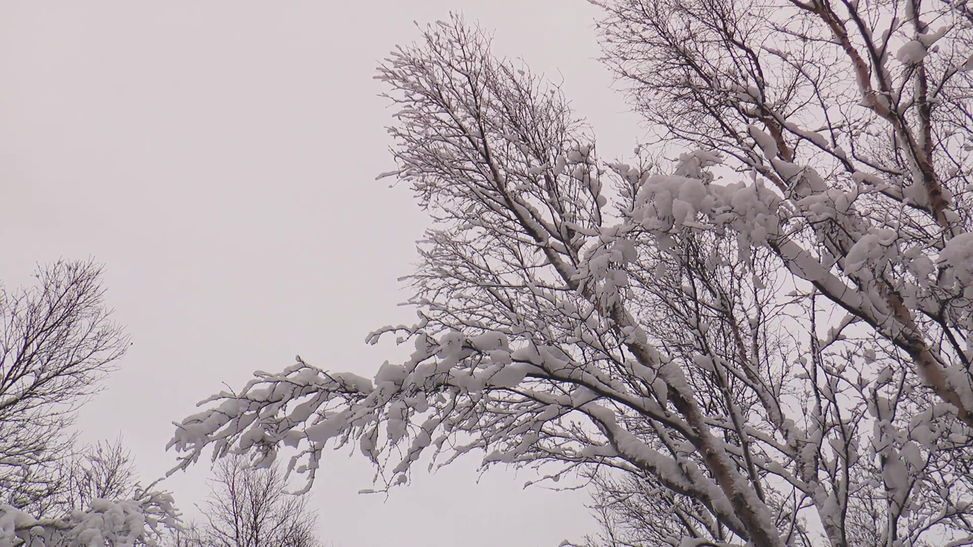 Snow covered branches photo
