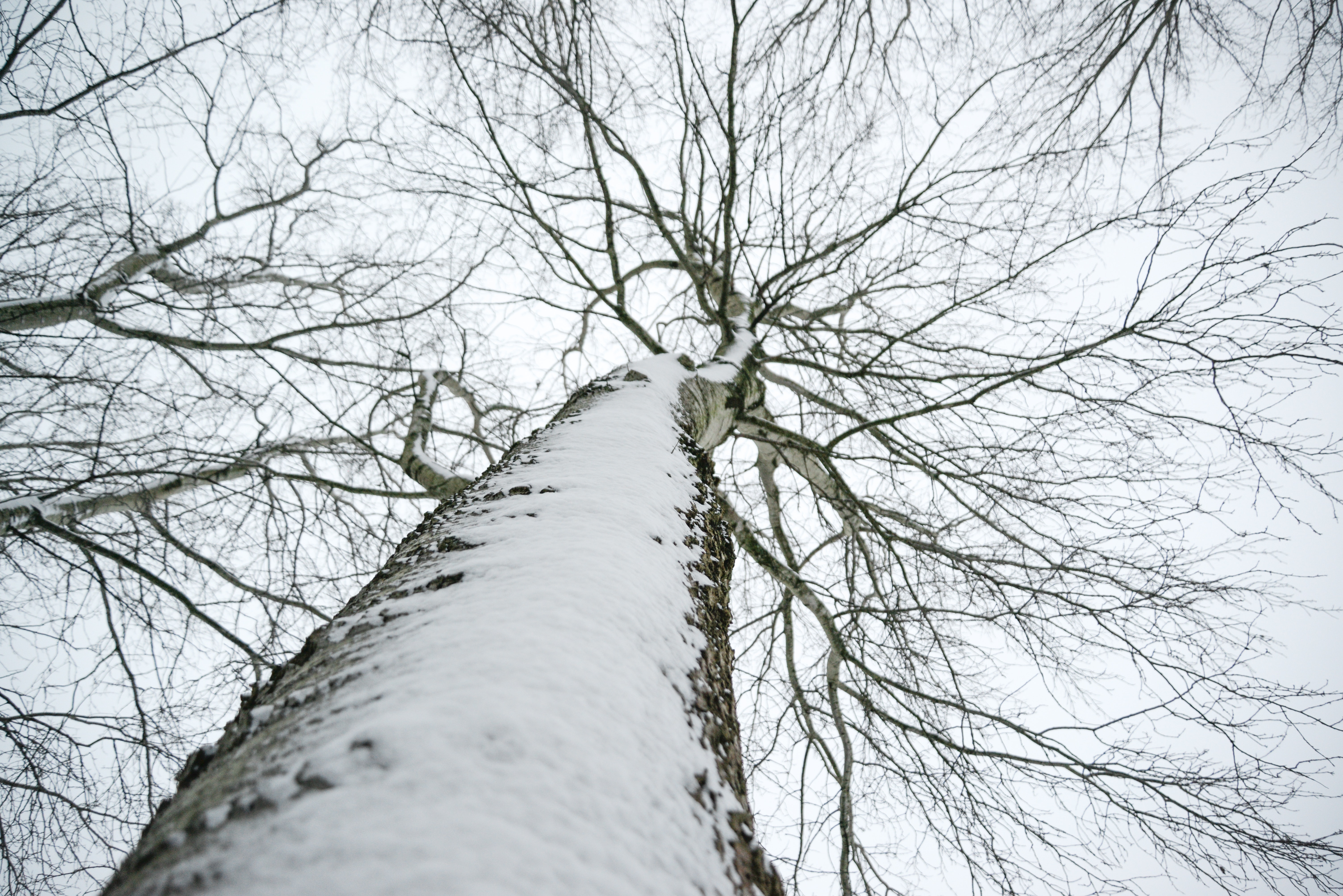 Low angle photo of snow covered dried tree