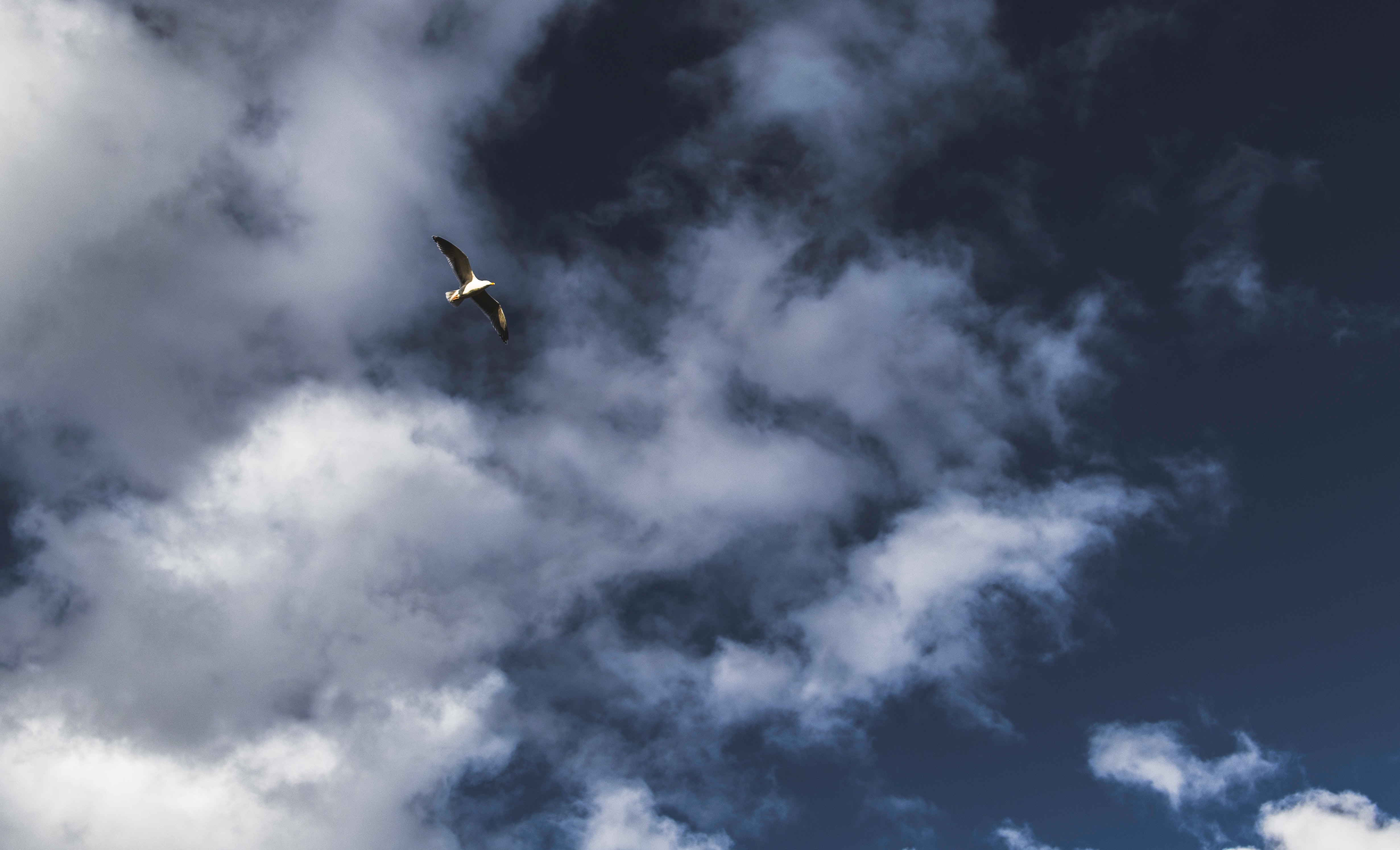 Ветер 15 метров. Птицы в облаках. Птицы в пасмурном небе. Крылья ветра. Дневное небо с птицами.