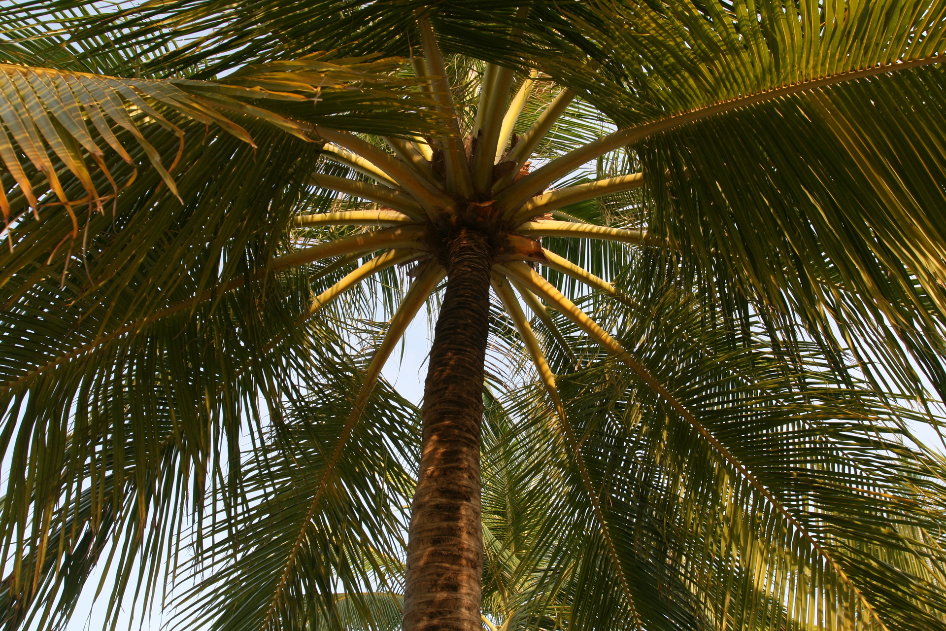Foap.com: Low angle view of palm tree stock photo by jerry32