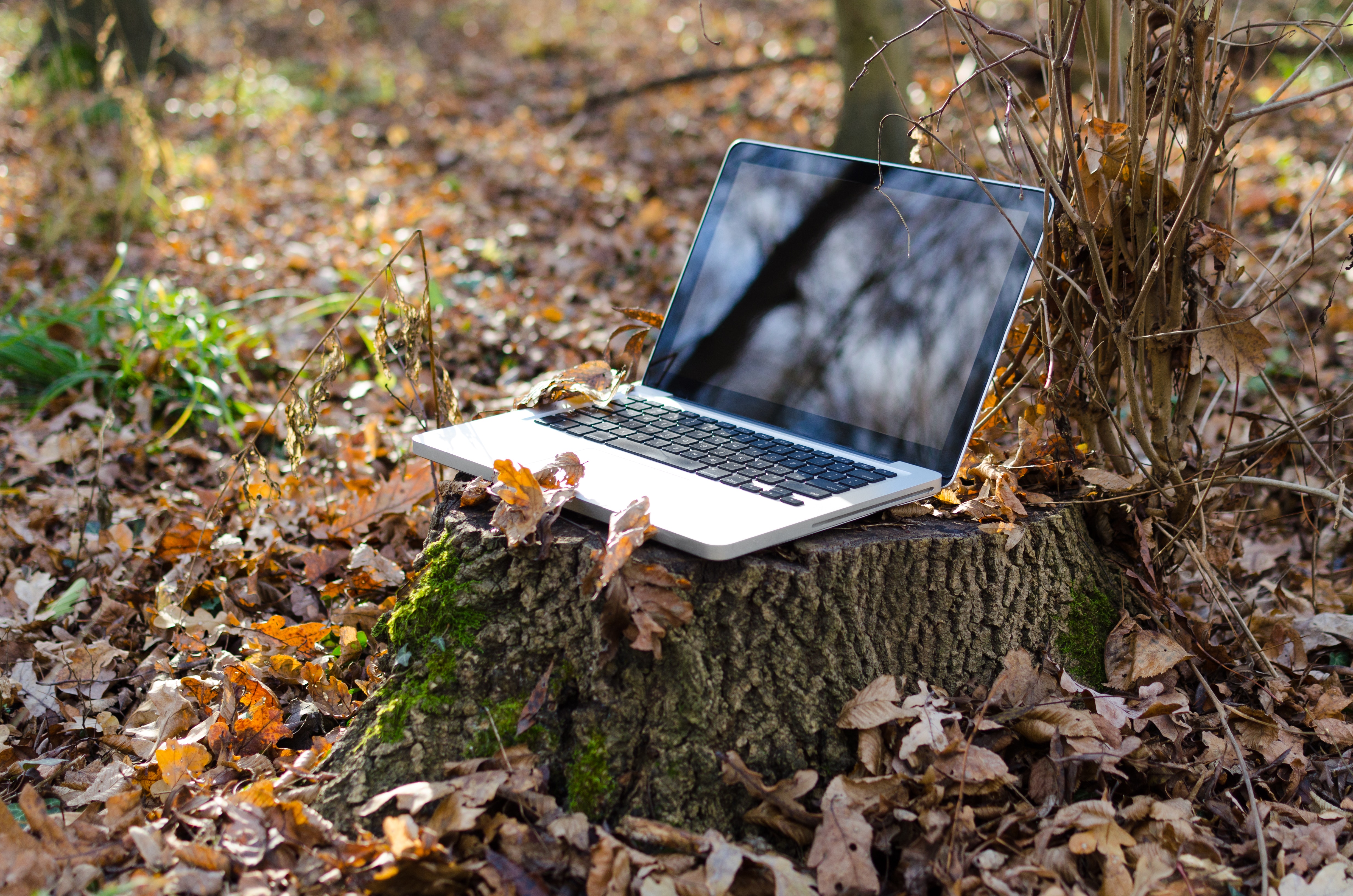 Low Angle View of Human Representation of Grass, Autumn, Nature, Wood, Wireless, HQ Photo