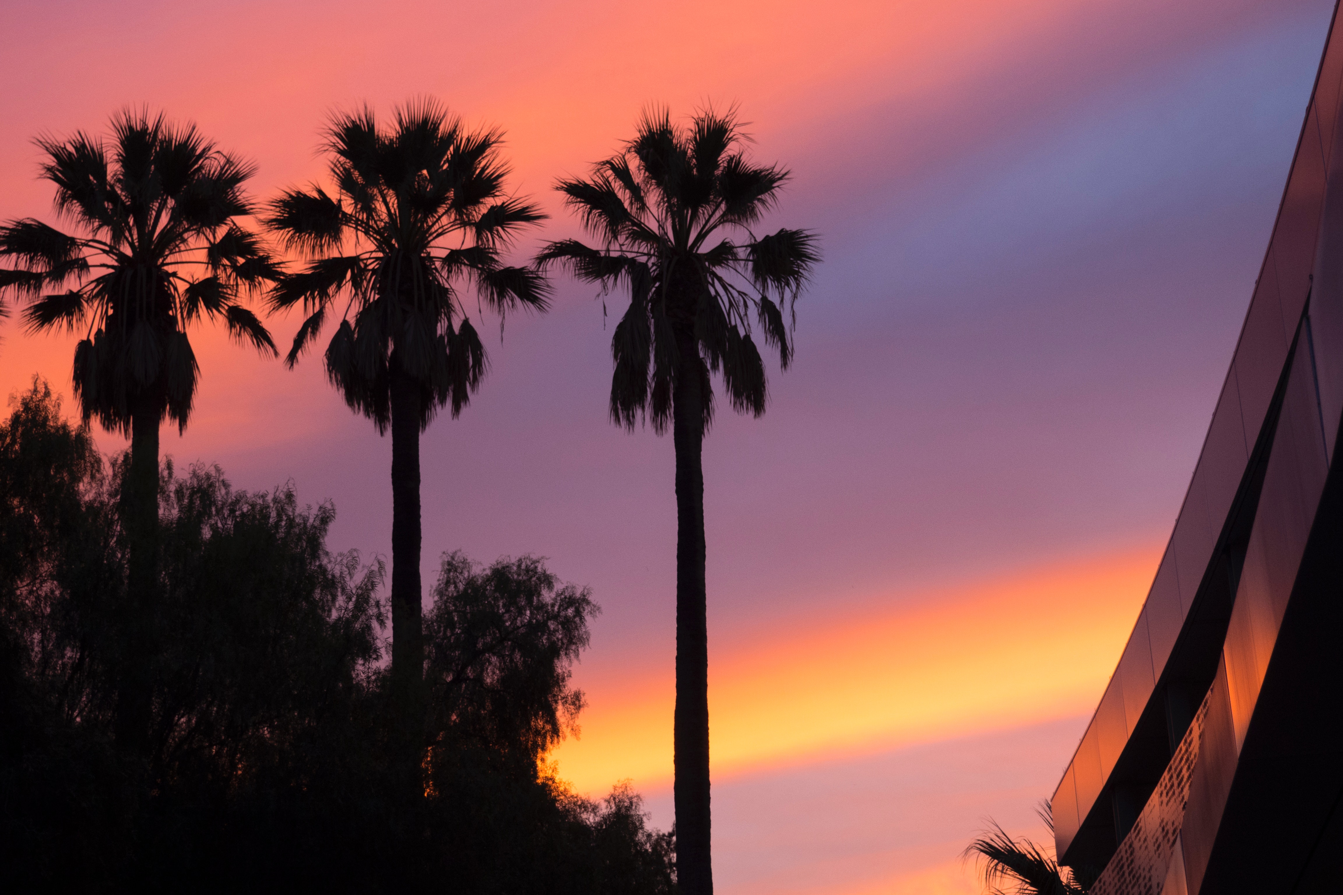 Low angle view of three palm trees during sunset photo