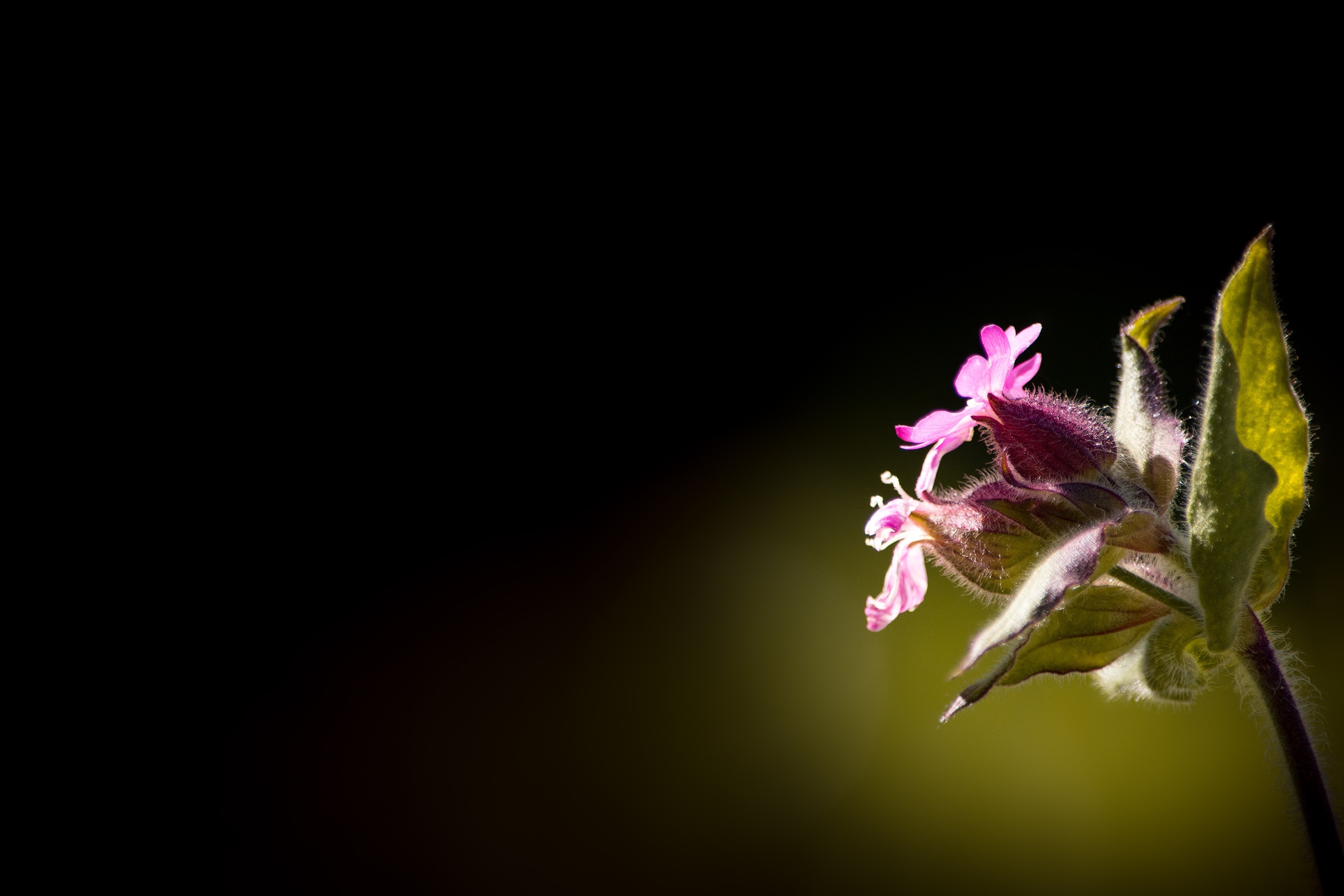 Low pink petal flower with green leaves photo