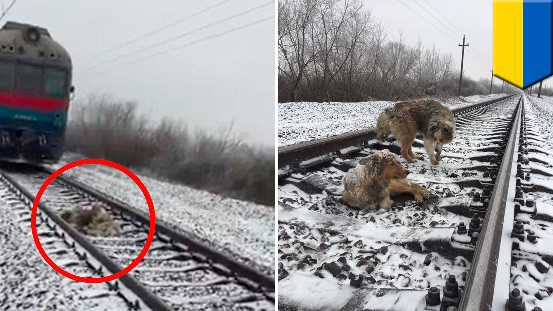 Loyal dog: dog protects injured dog stuck on train tracks for two ...