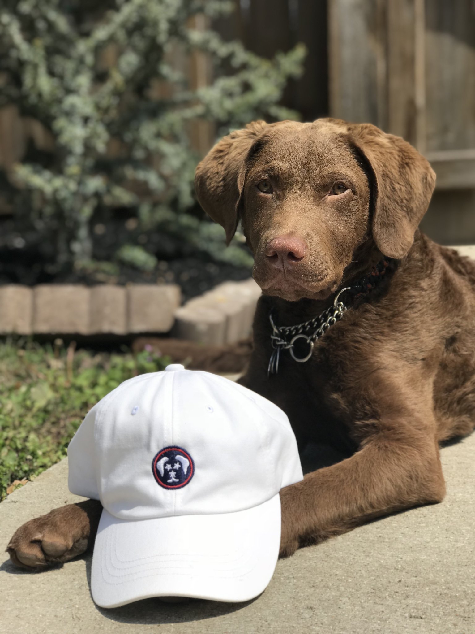 Loyal Dog Co. Tennessee Sport Hat