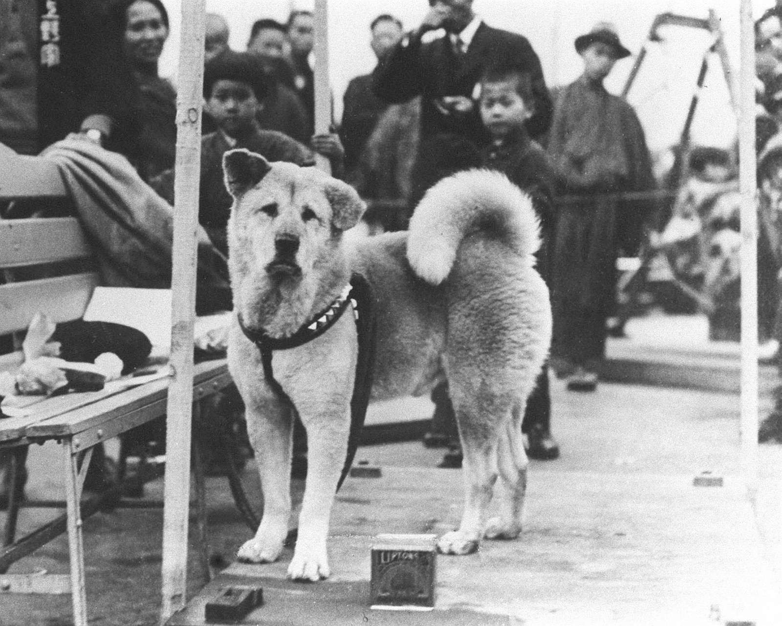 The Most Loyal Dog Ever — Commemorated as The Hachiko Pin