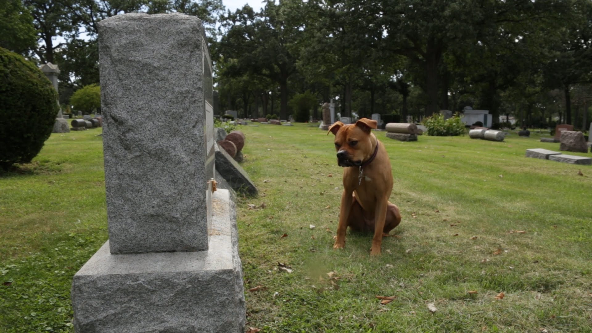 This Loyal Dog Refuses To Leave A Grave That Has Peanut Butter On It ...