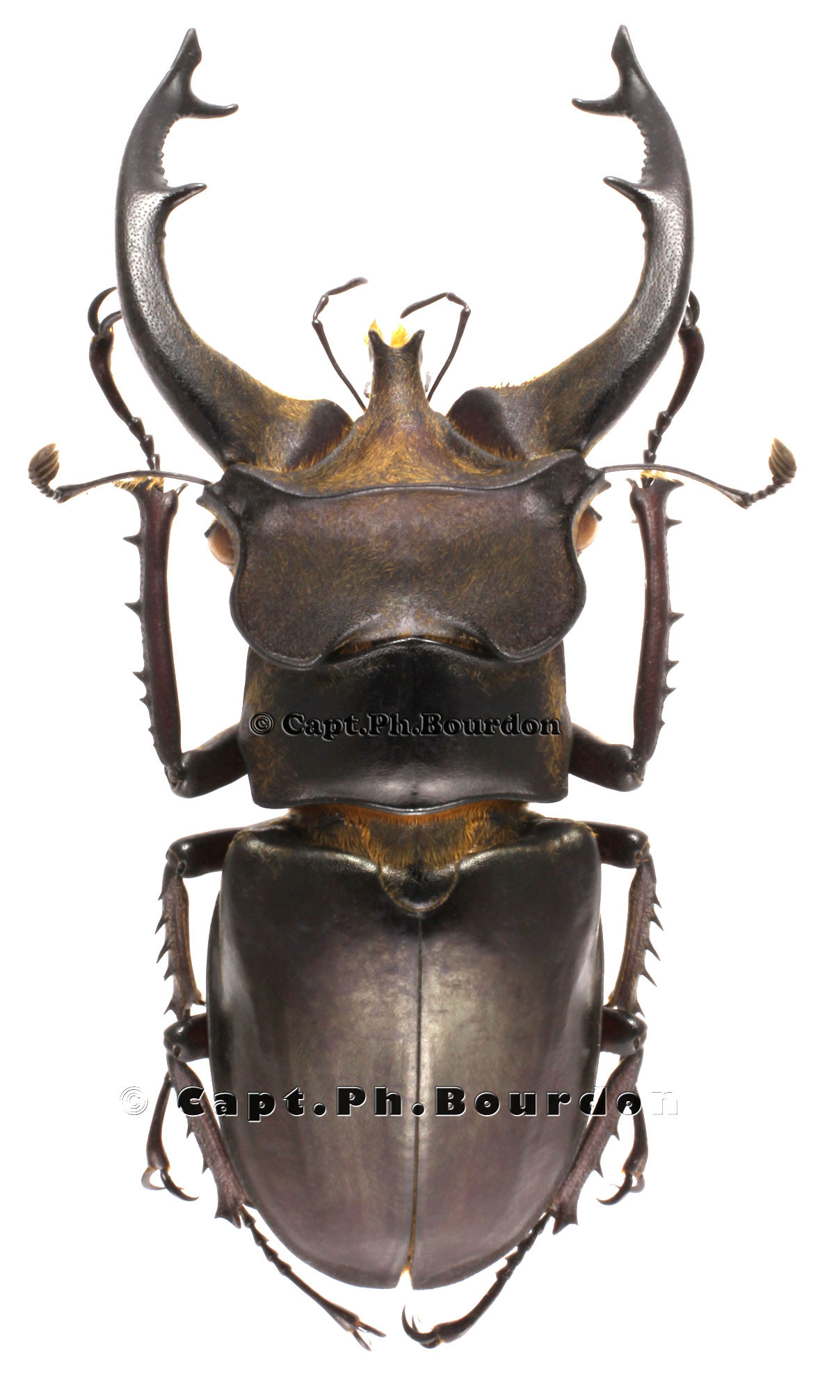 Lucanus fryi - Coleoptera-Atlas.com