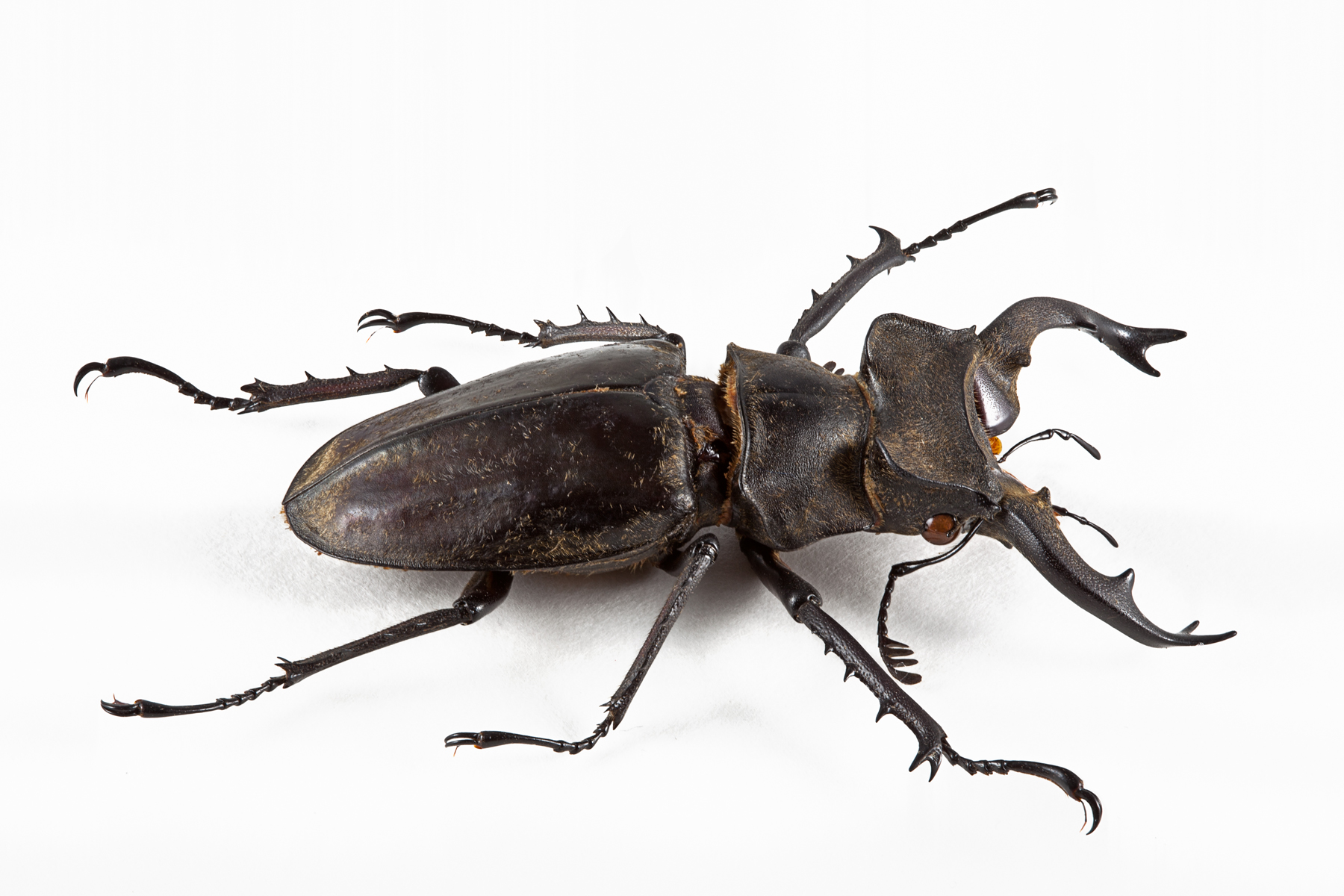 Lucanus formosanus beetle photo