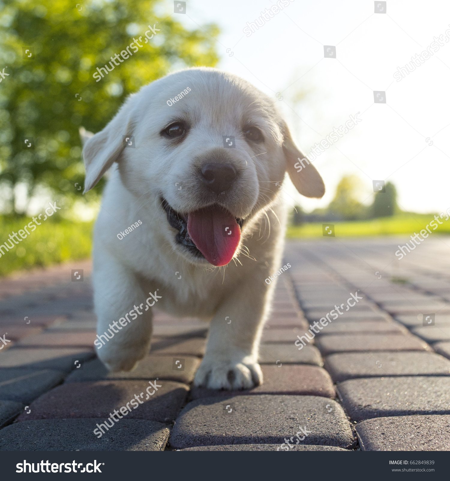 Lucky Sunny Puppy Stock Photo (Royalty Free) 662849839 - Shutterstock