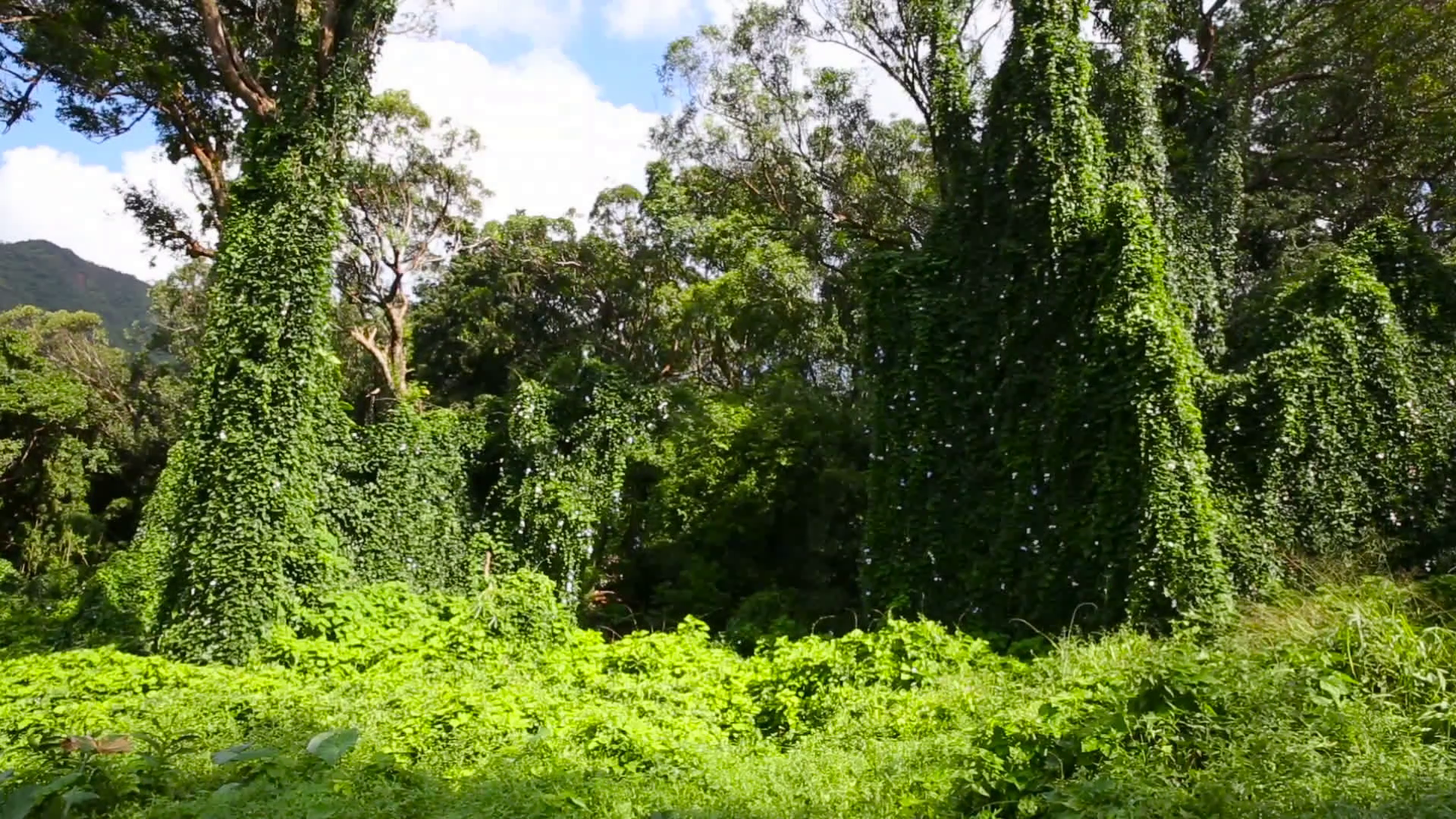 Lush Green Tropical Rainforest Flora In Oahu Hawaii Stock Video ...