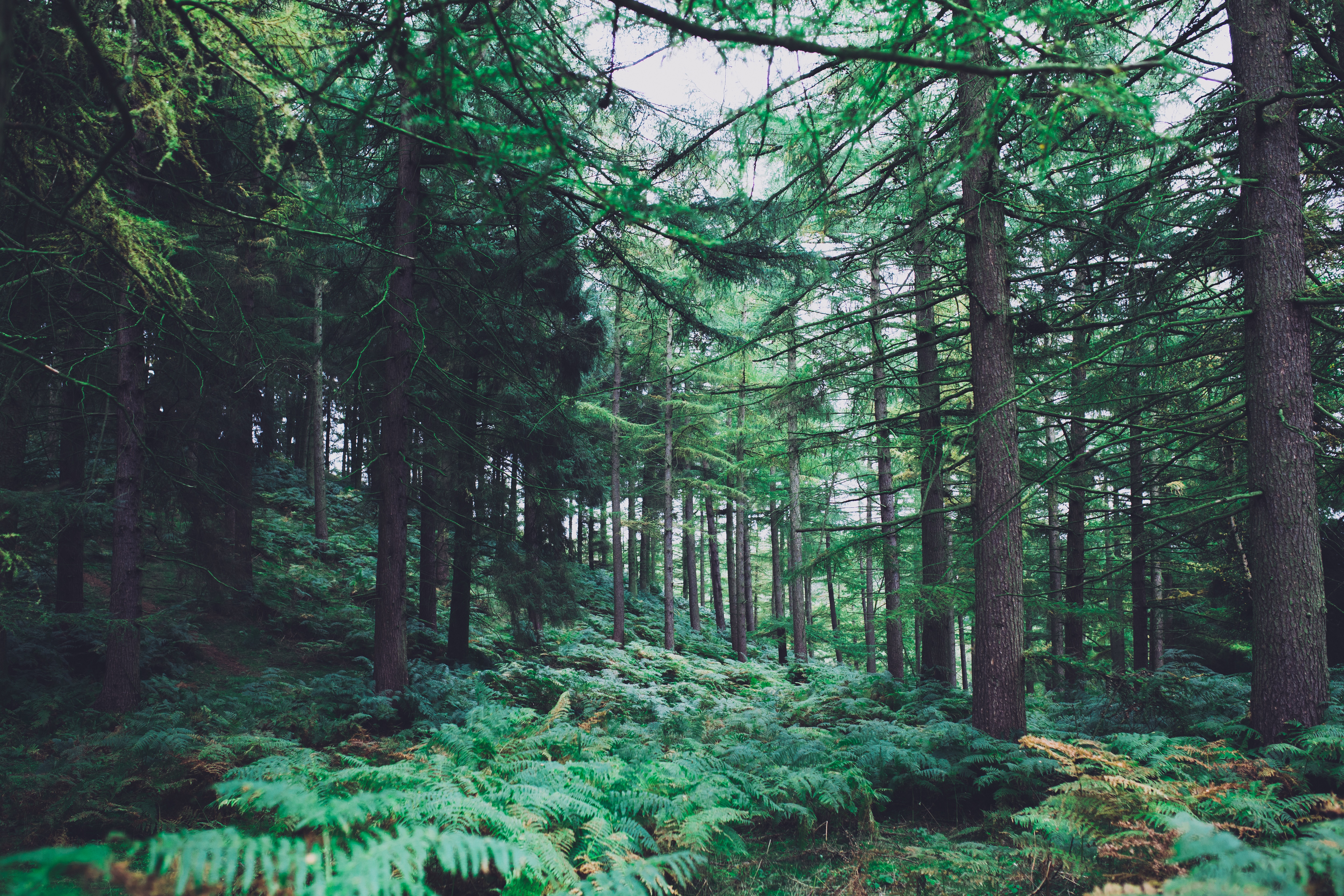 Free Photo Lush Green Forest Green Group Free Download Jooinn