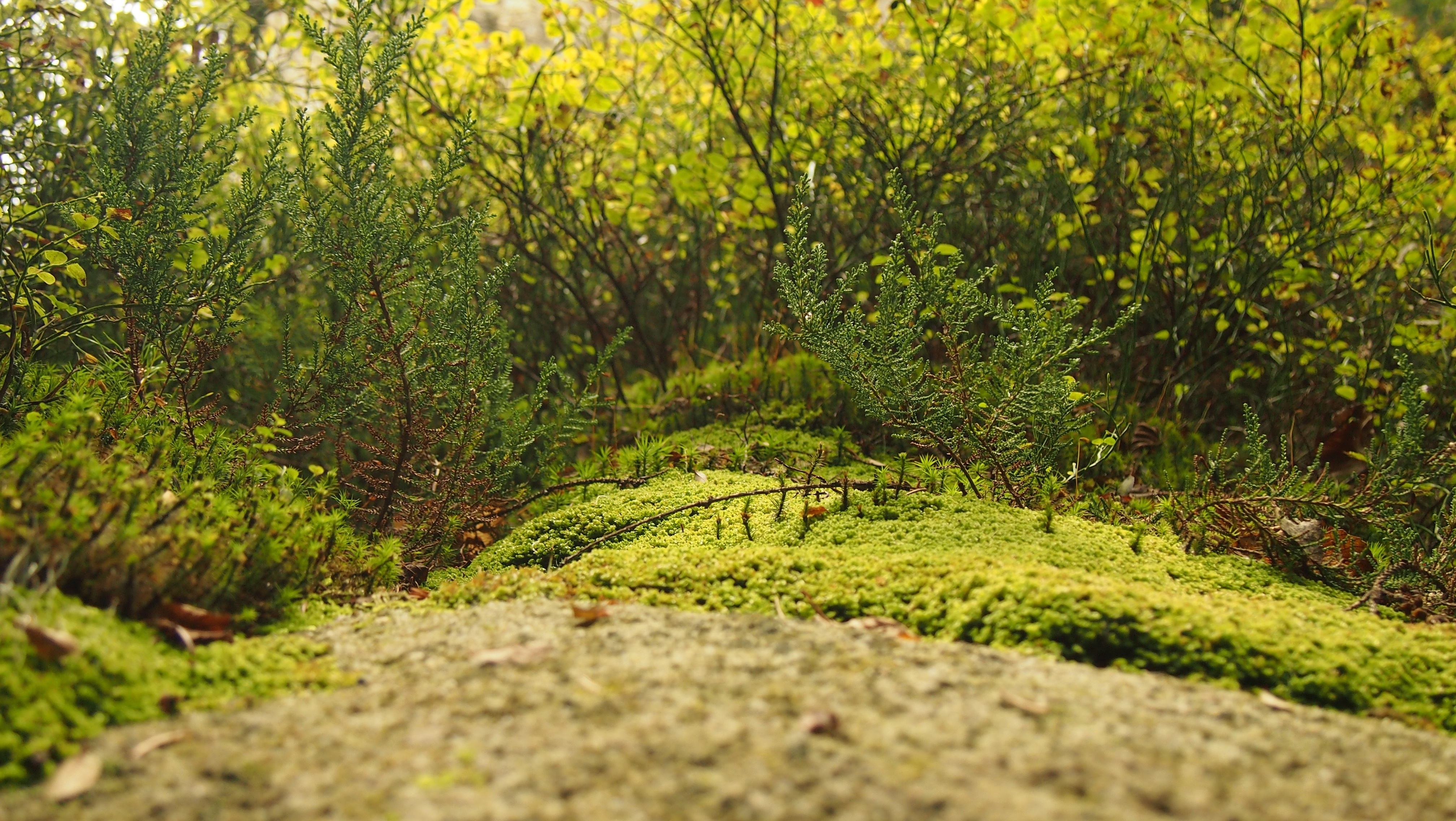 Free photo: Lush Green - Forest, Green, Group - Free Download - Jooinn