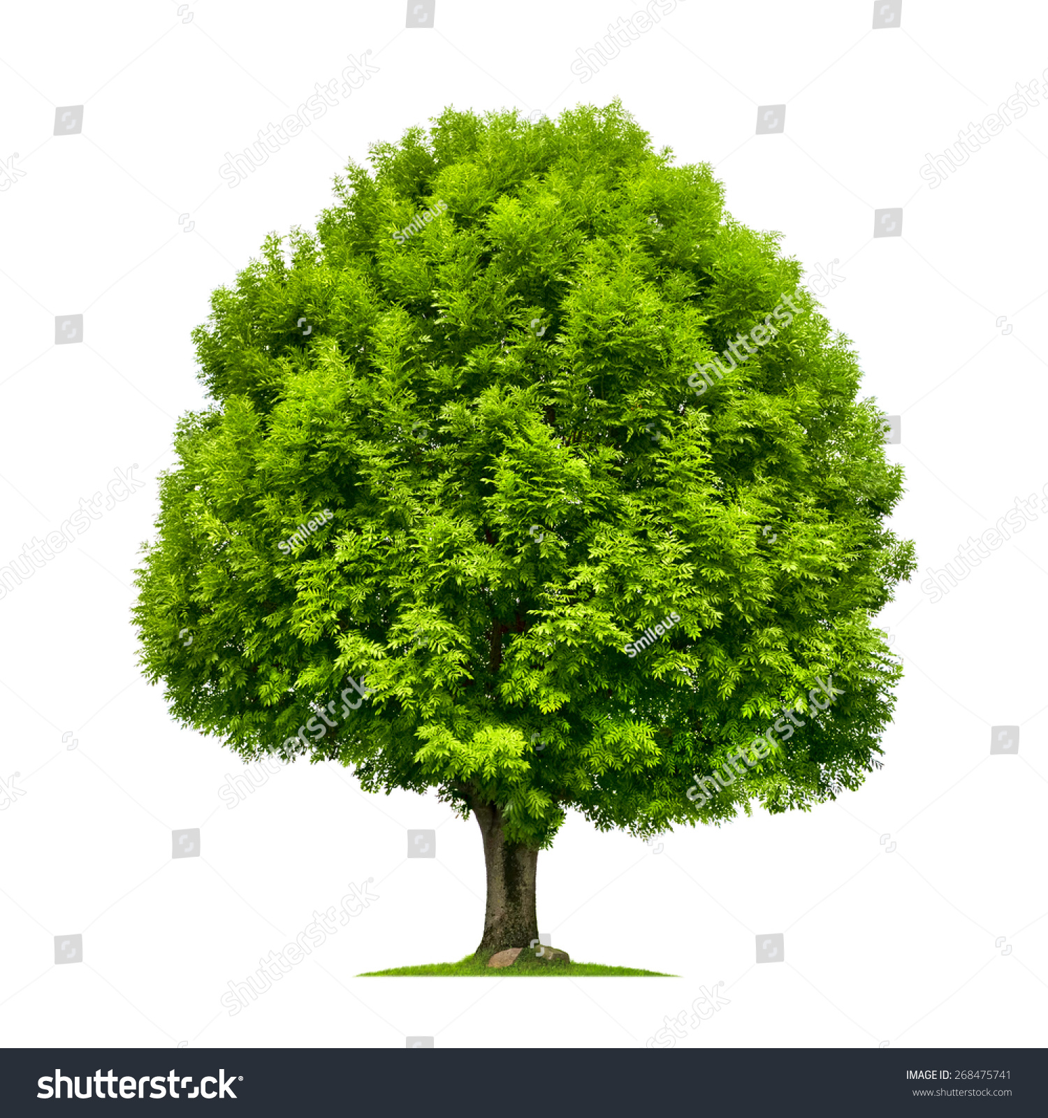 Perfect Ash Tree Lush Green Foliage Stock Photo (Edit Now)- Shutterstock