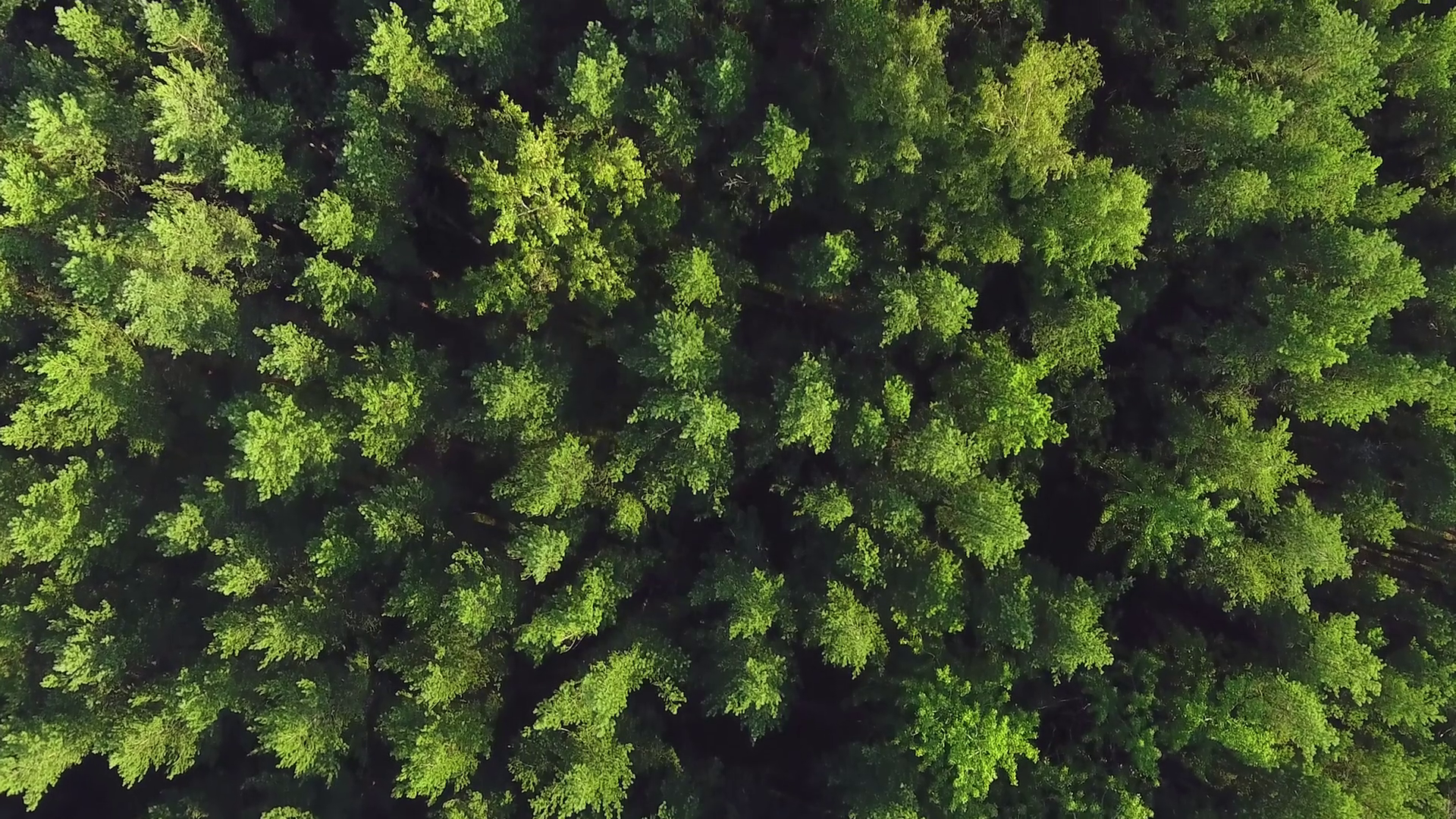 Flying over lush green pine and spruce tree tops in the forest ...