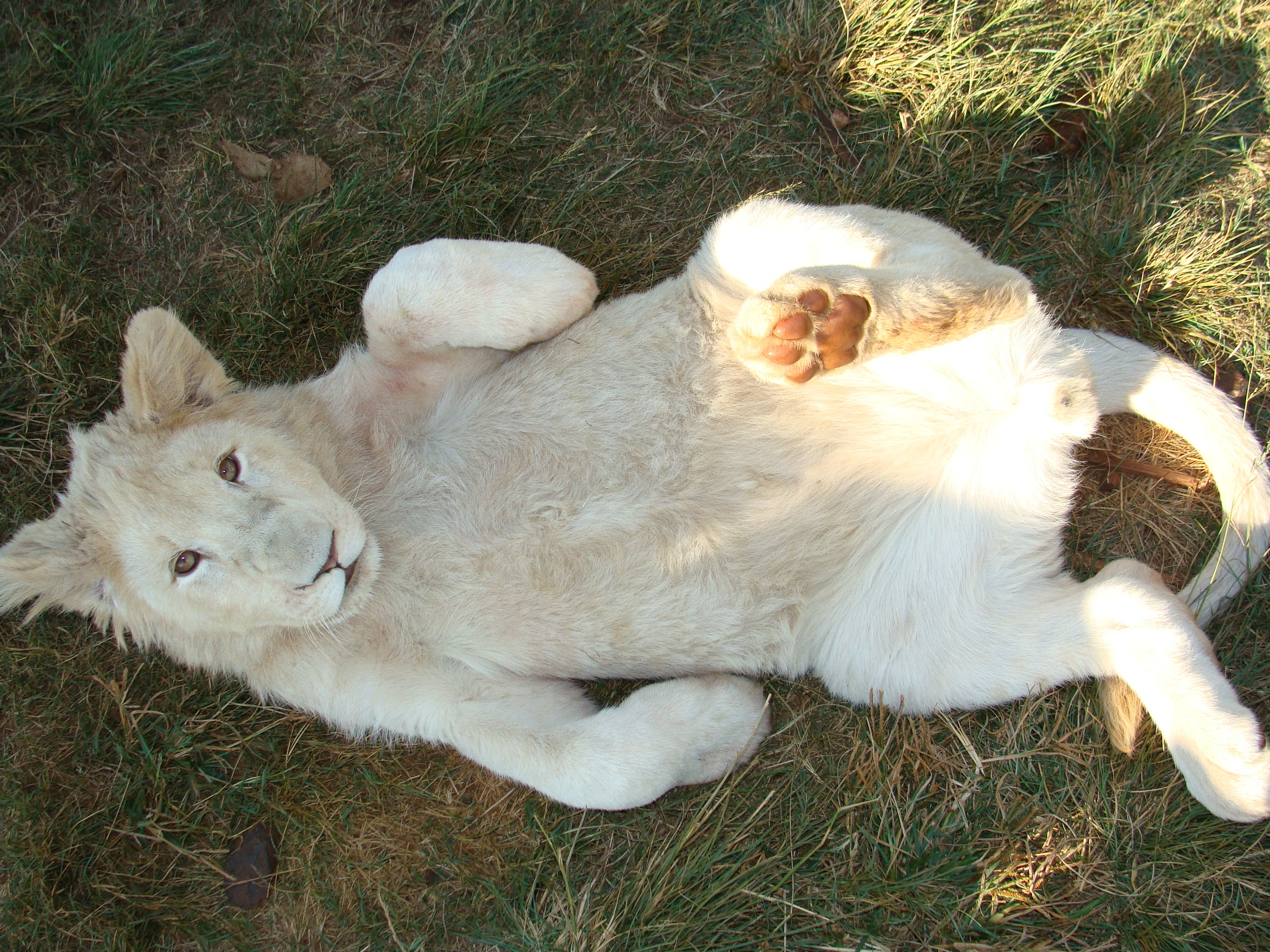 Lying albino tiger in the grass photo