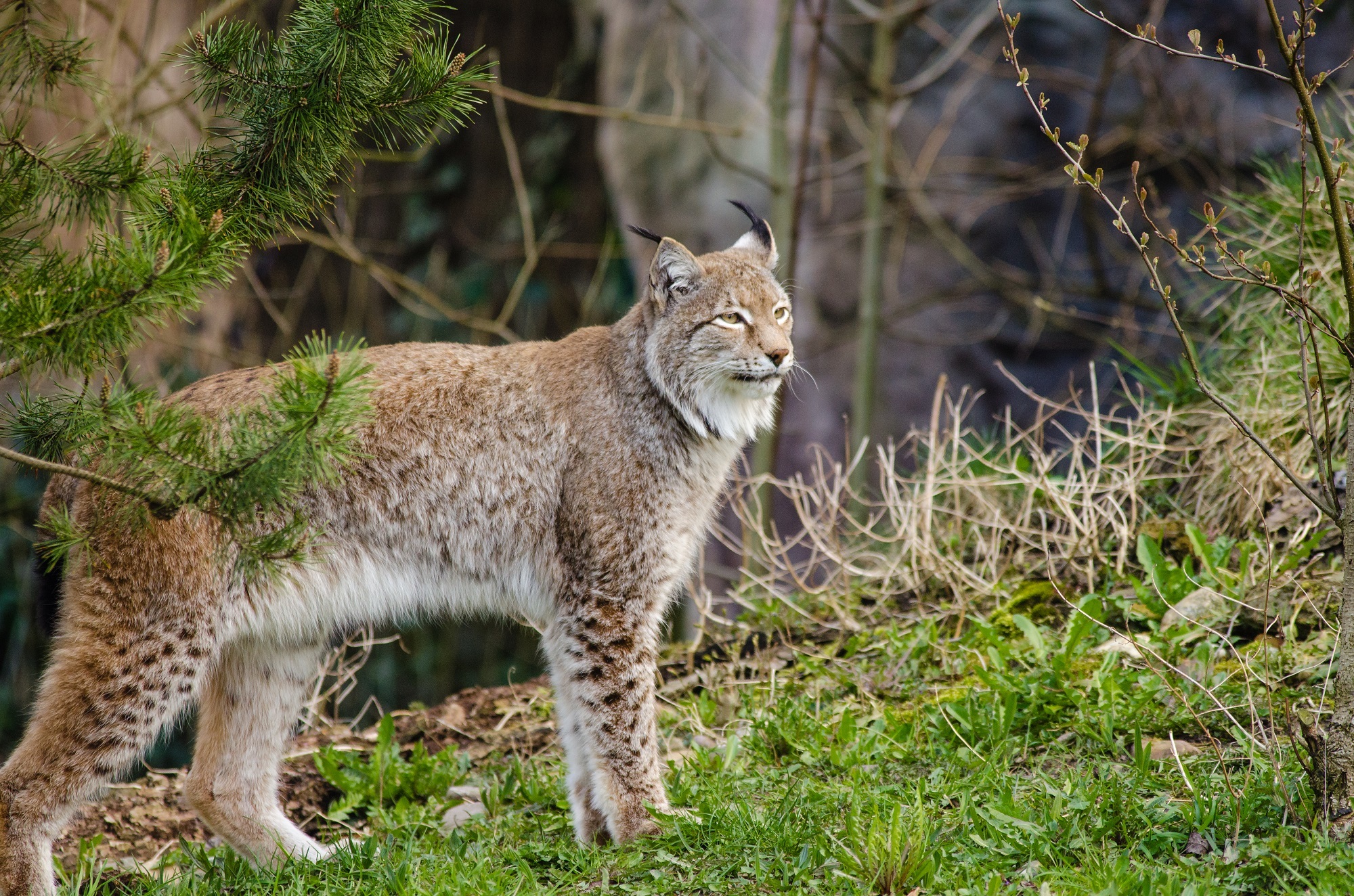 Lynx in the jungle photo