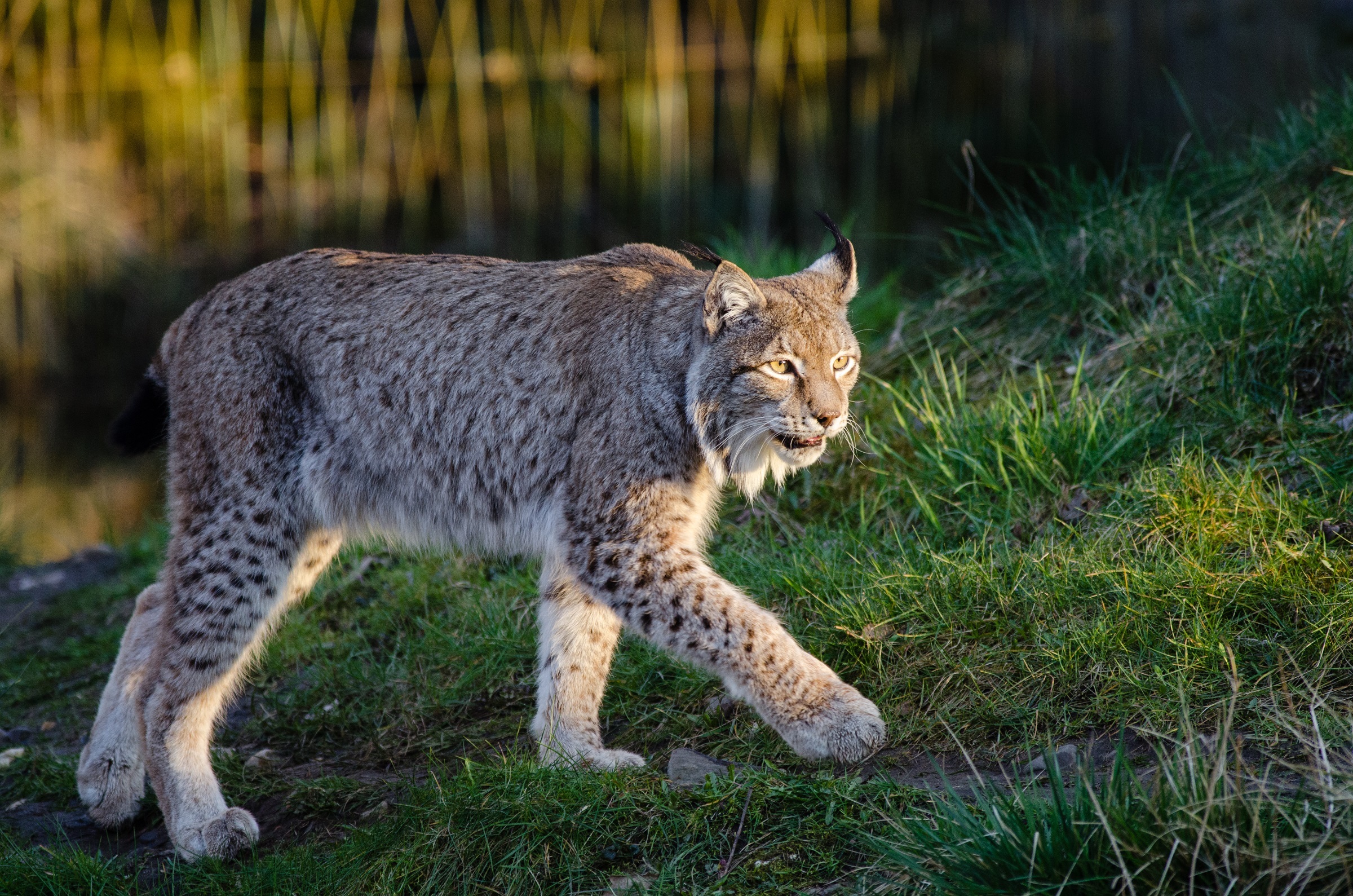 Lynx in the zoo photo