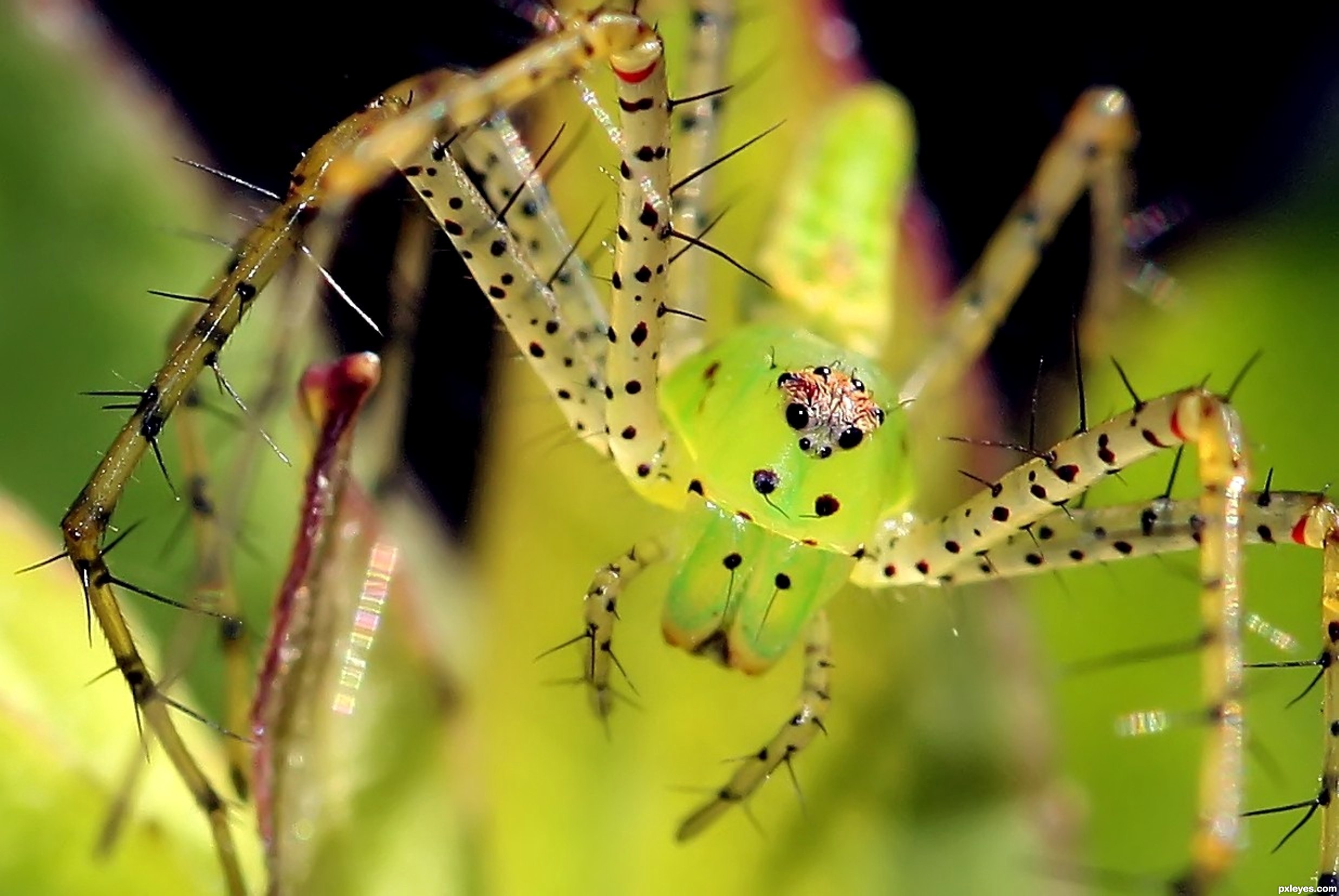 Ghost Mantis v Green Lynx Spider