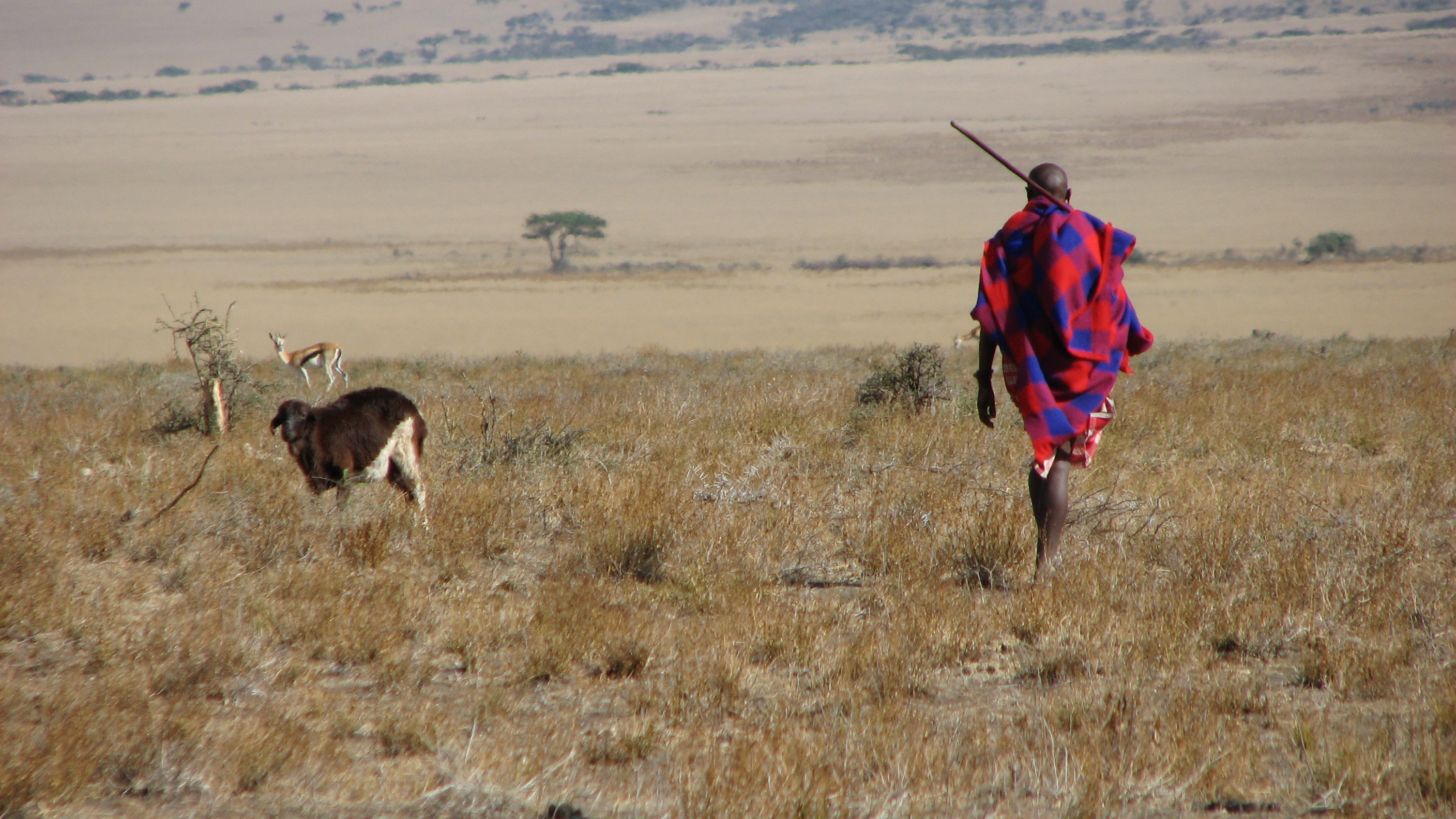 Kenya's rapid urbanisation takes toll on Maasai communal land ...