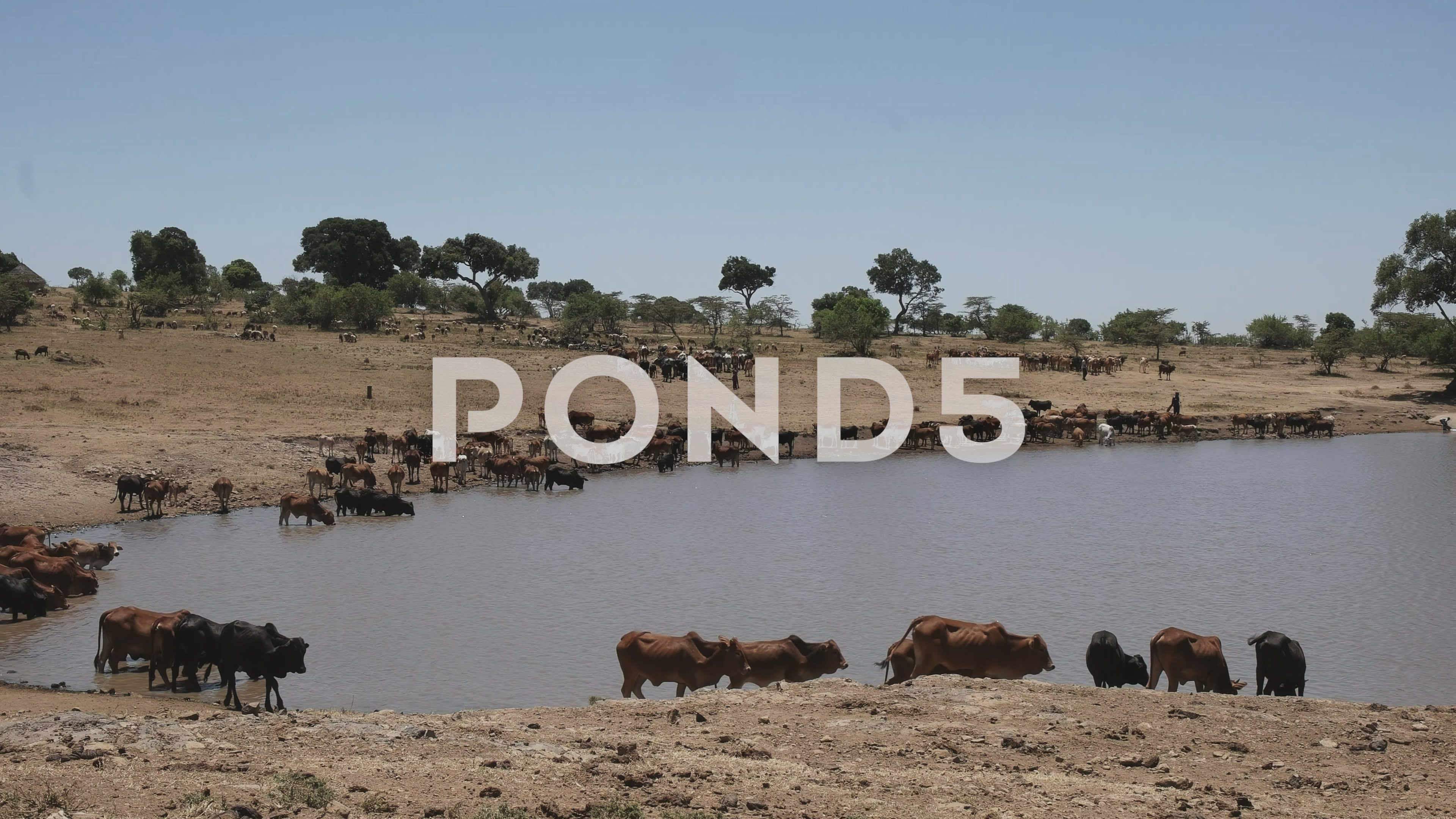 Maasai herdsmen bring their cattle to water near masai mara, kenya ...