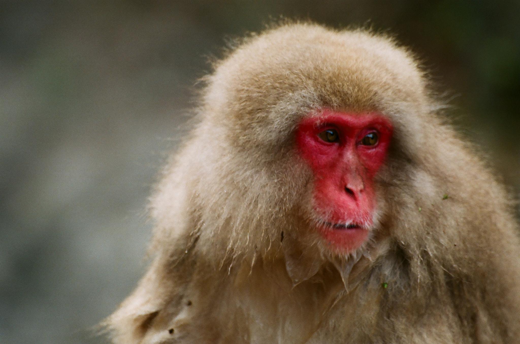 Picture 3 of 12 - Japanese Macaque (Macaca Fuscata) Pictures ...