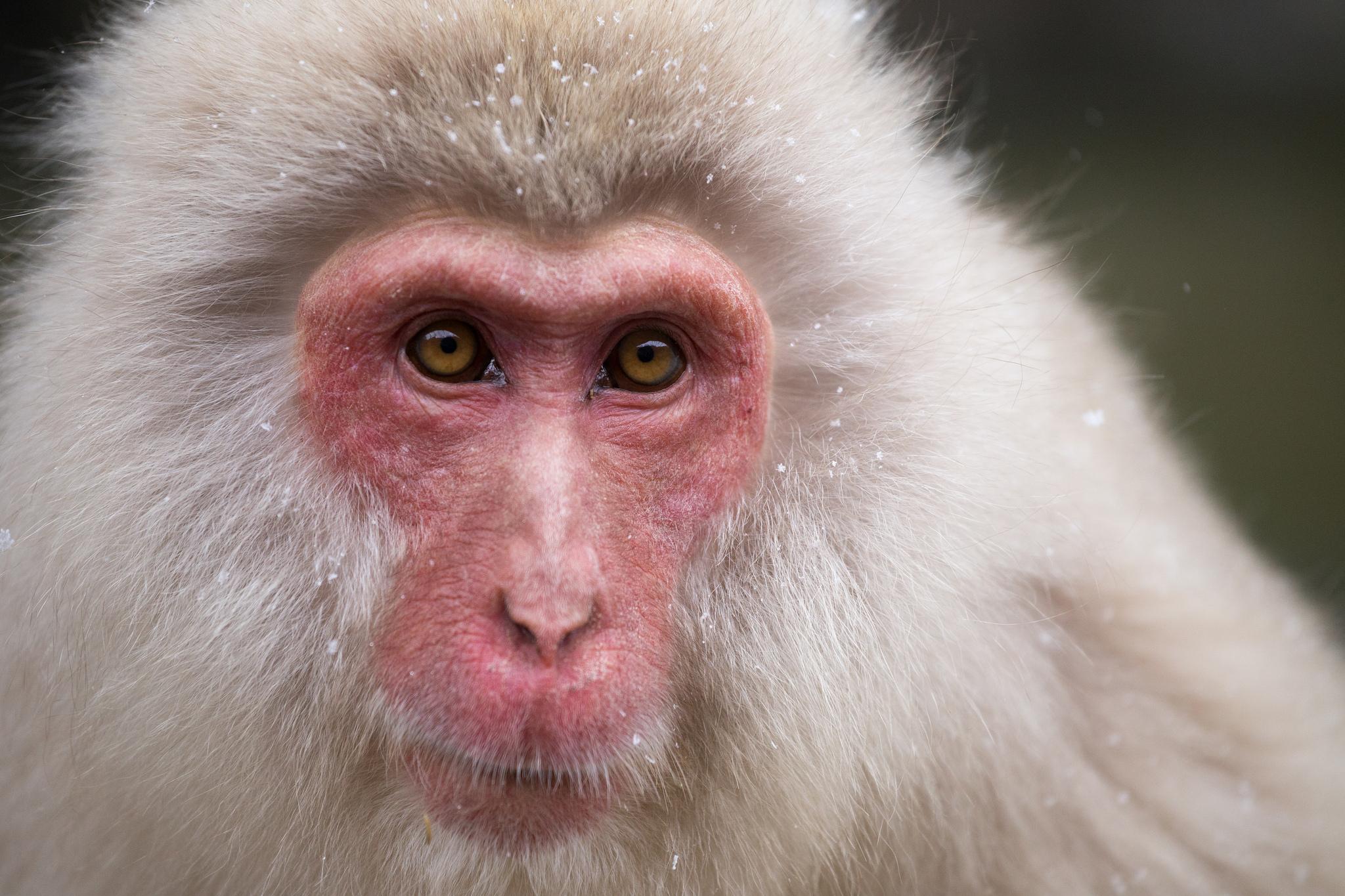 Japanese Macaque (Macaca Fuscata) - Animals - A-Z Animals