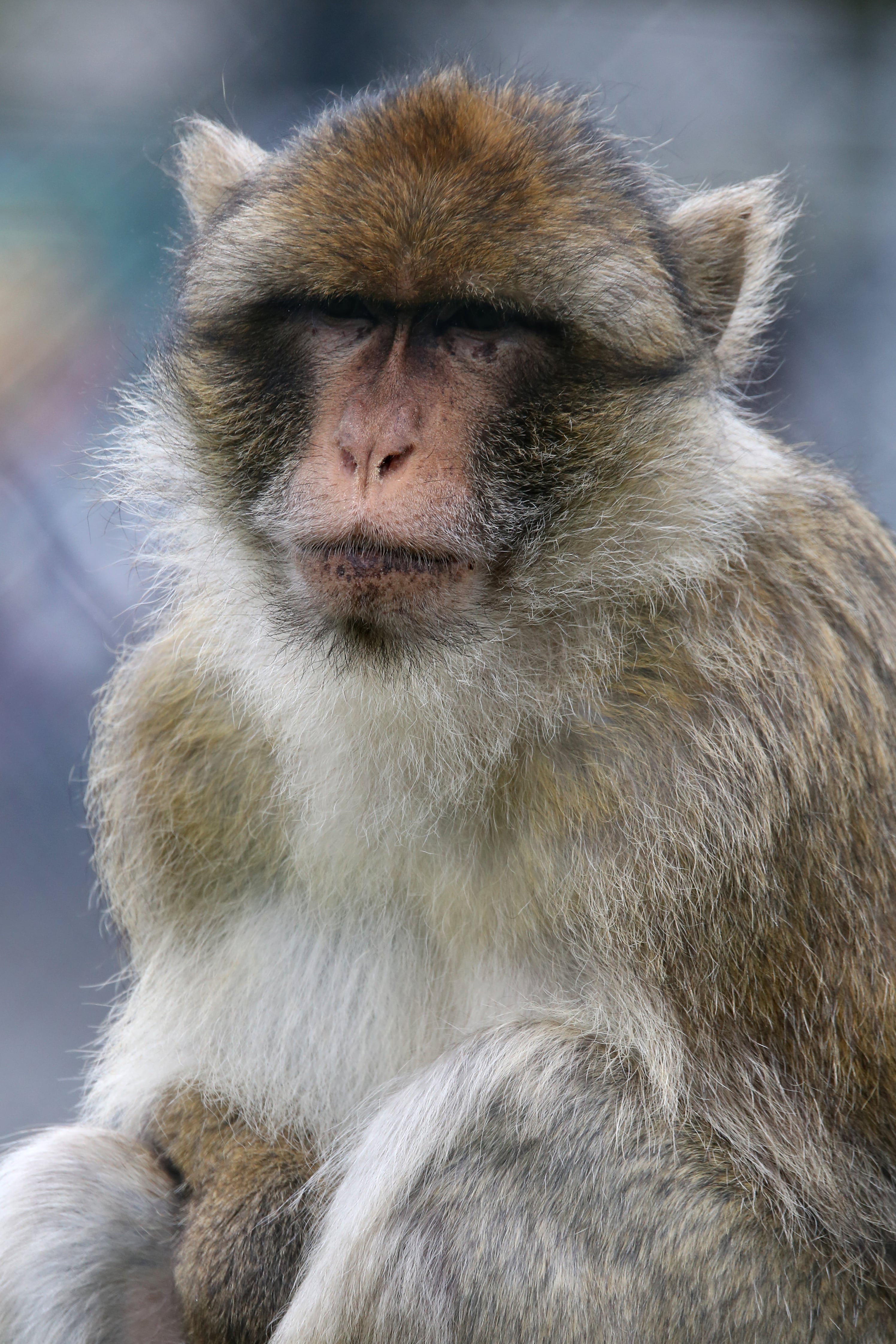 Barbary Macaques – Fun Facts & Information For Kids - Folly Farm