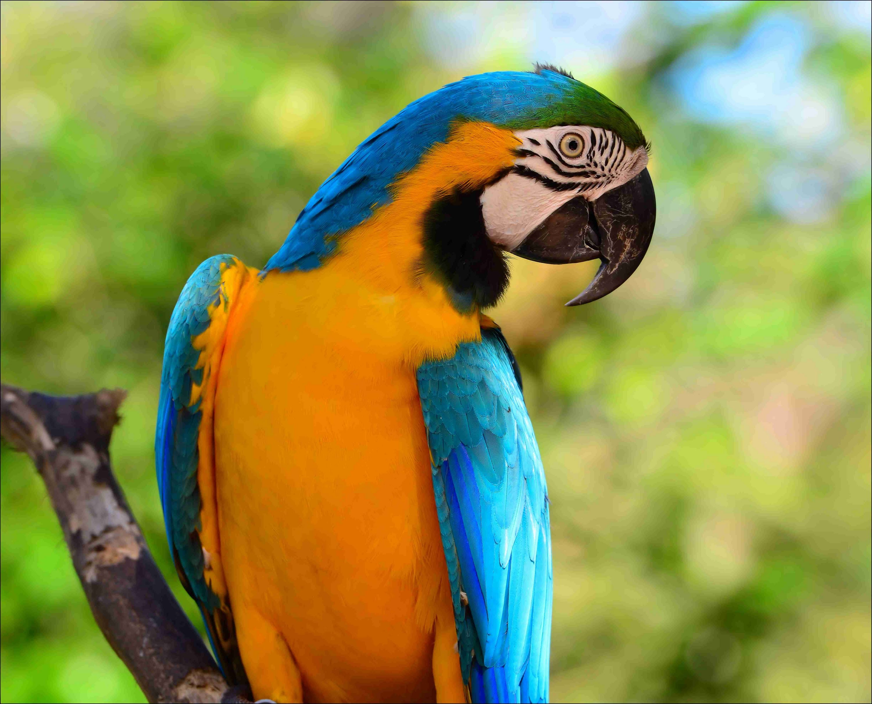 Birdworld Australia. Blue Yellow Macaw plays. - YouTube