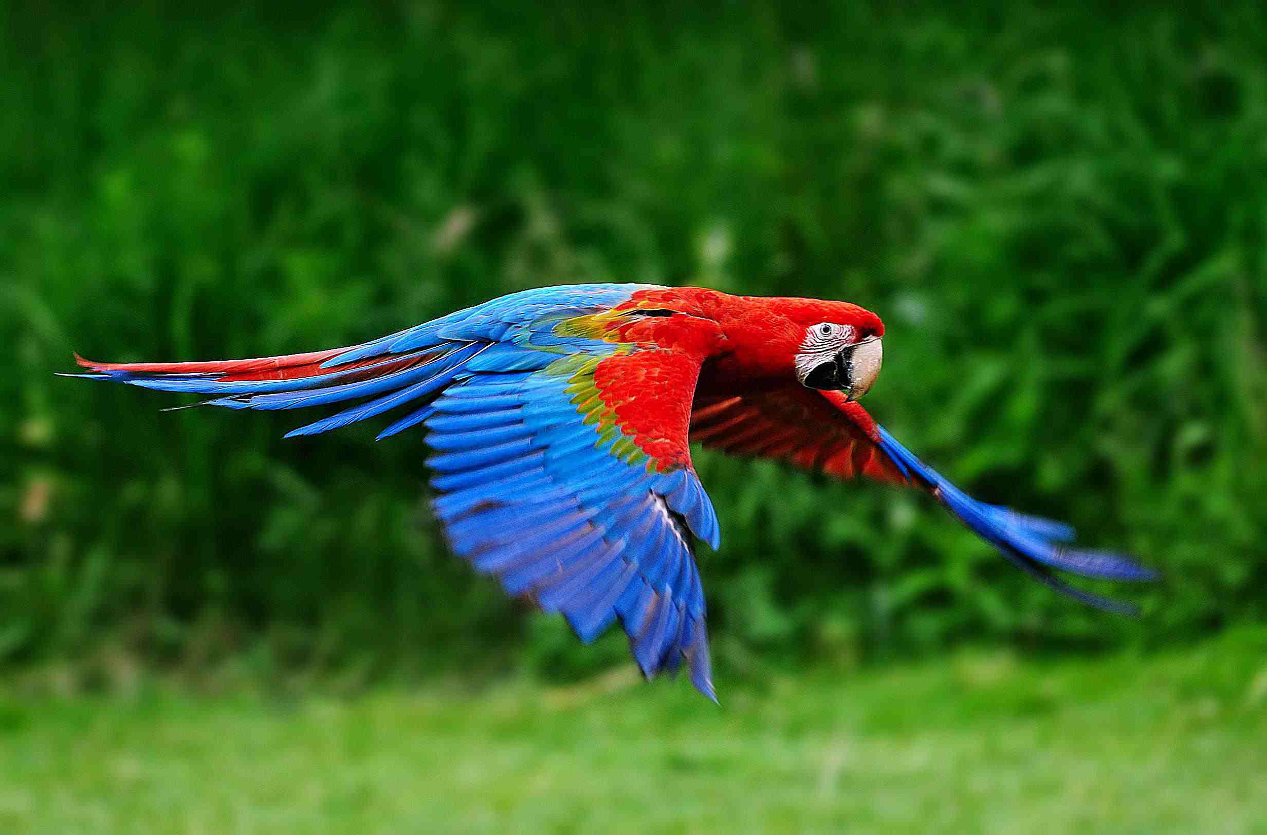 Parrots macaws photo