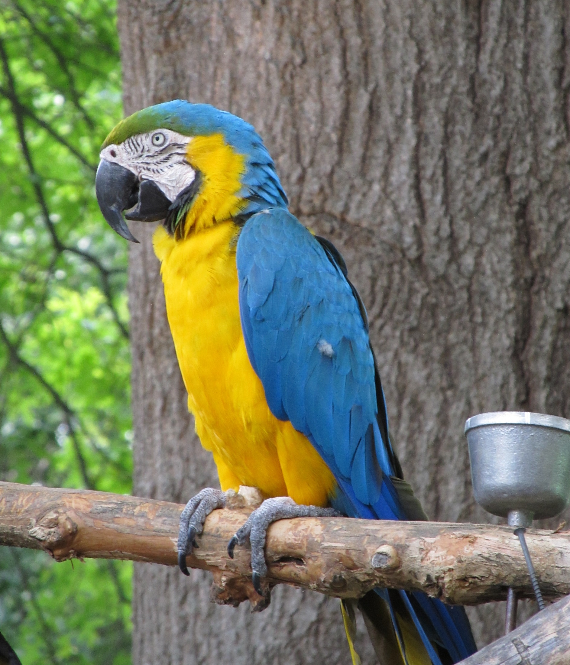 Macaw bird photo