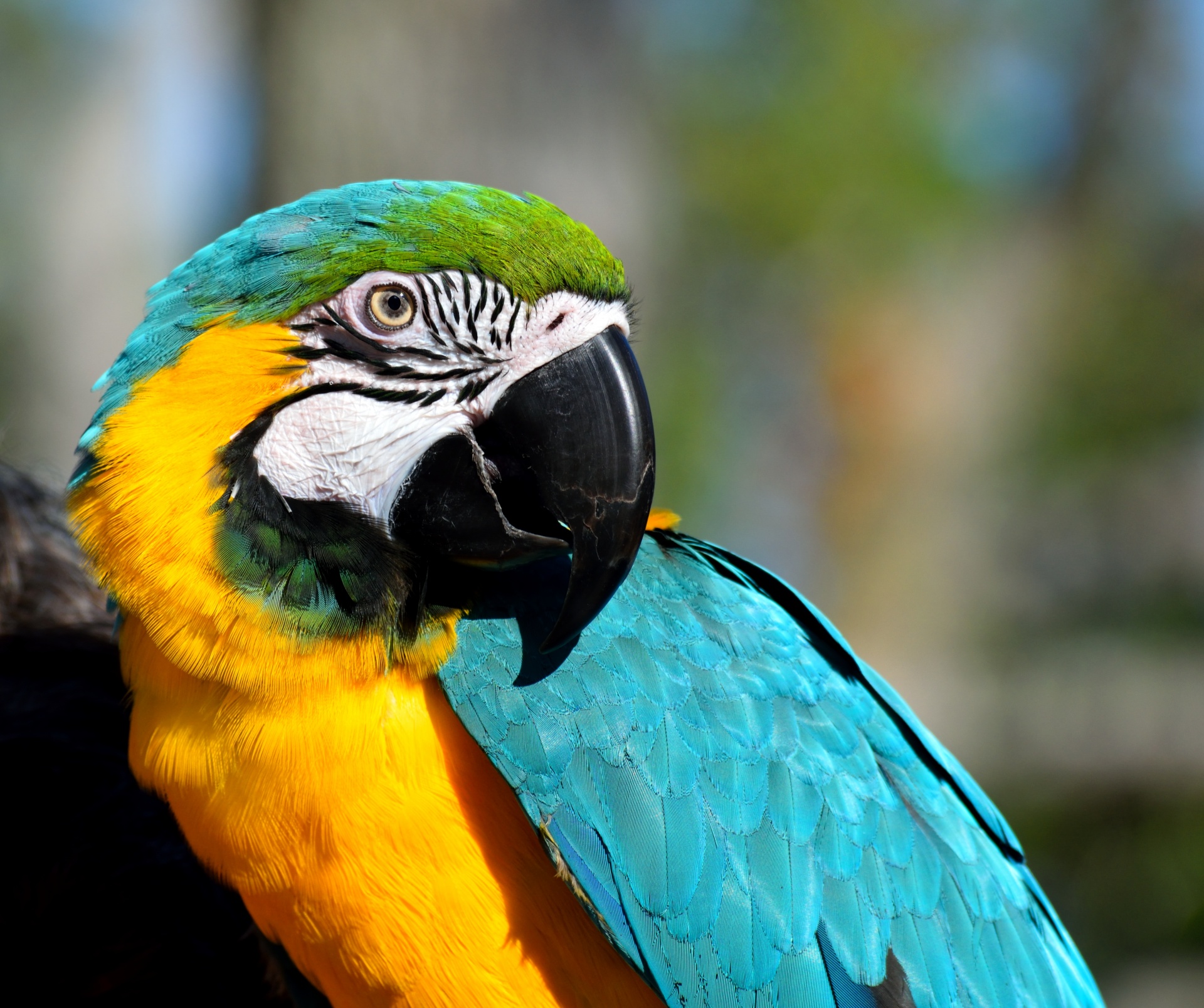 Macaw Bird Free Stock Photo - Public Domain Pictures