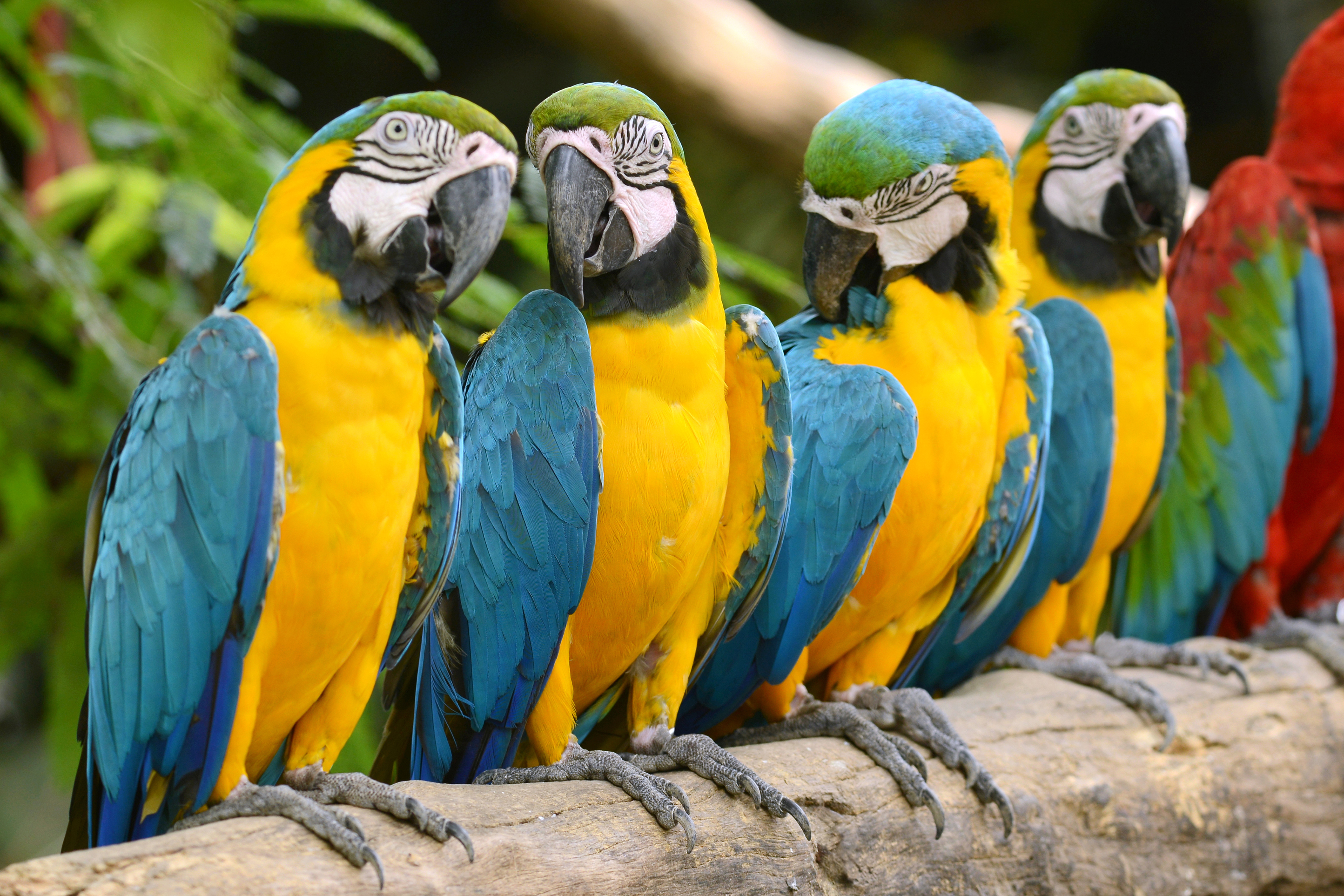 Macaws | Product categories | Goldenfeast Direct