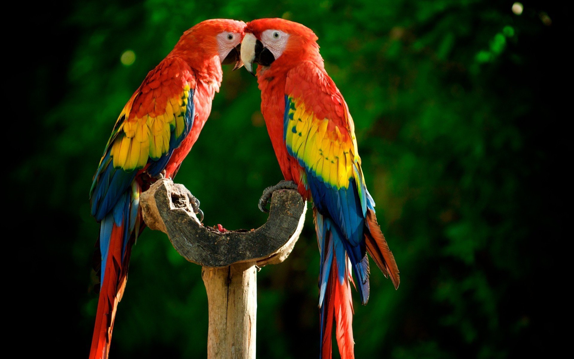 Macaw Birds Pictures 9 | HD Wallpapers (High Definition) | Free ...