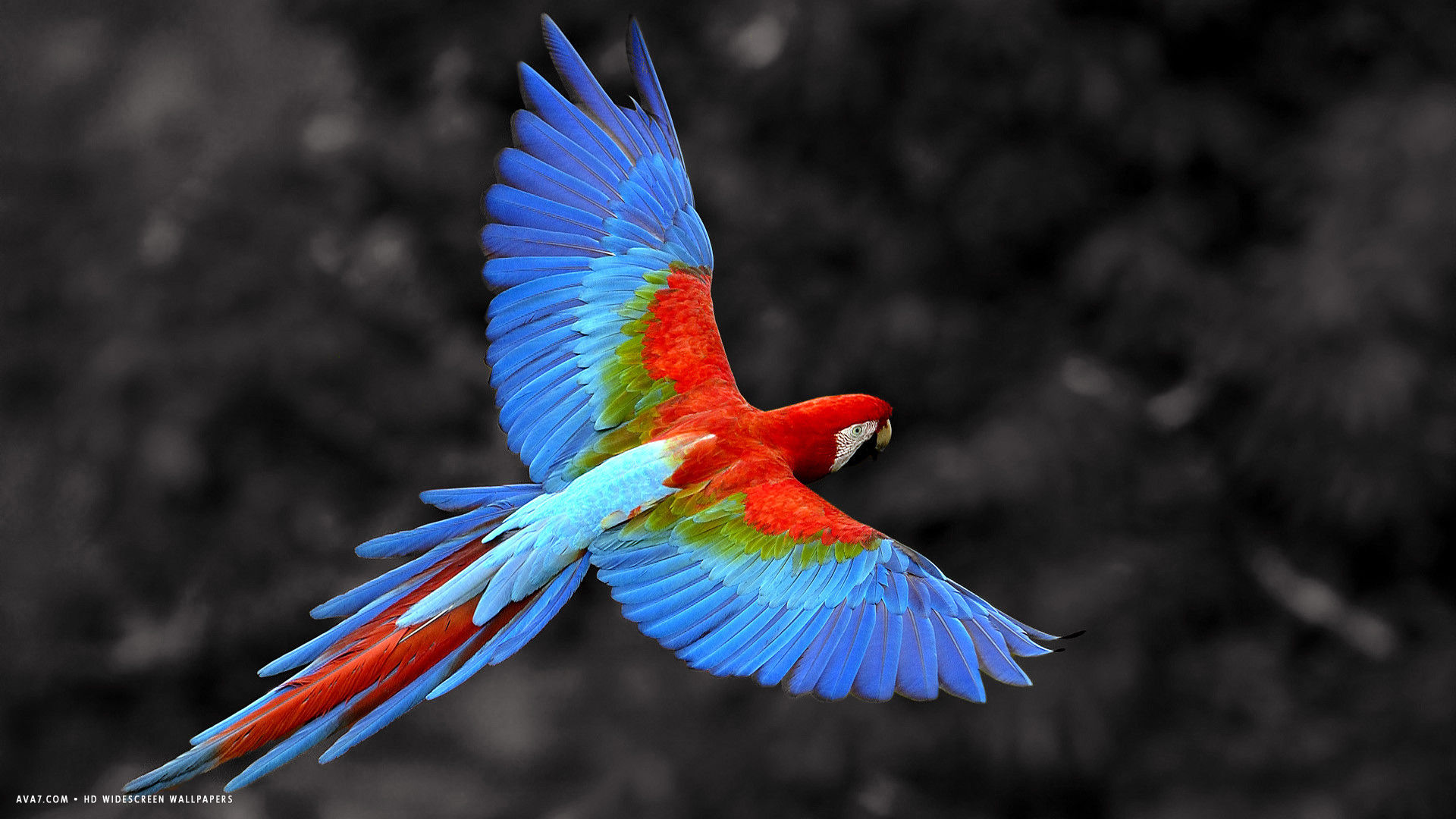 macaw bird parrot flying colorful hd widescreen wallpaper / birds ...