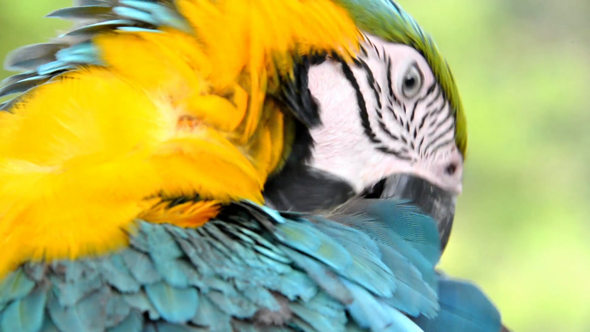 Closeup view of a blue and yellow macaw in the Amazon rain forest in ...