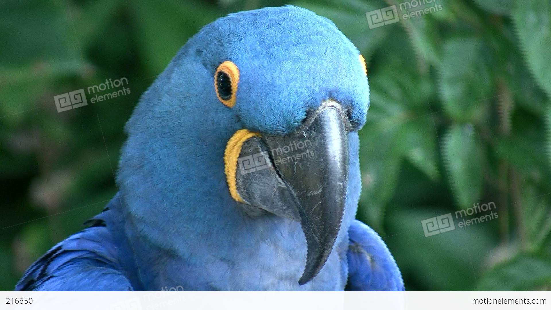 Closeup Of A Hyacinth Macaw Parrot Stock video footage | 216650
