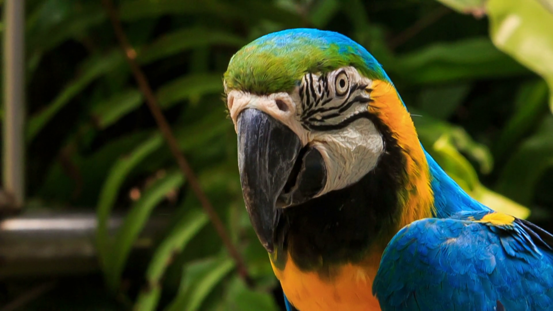 closeup blue-gold Macaw parrot turns head Stock Video Footage ...