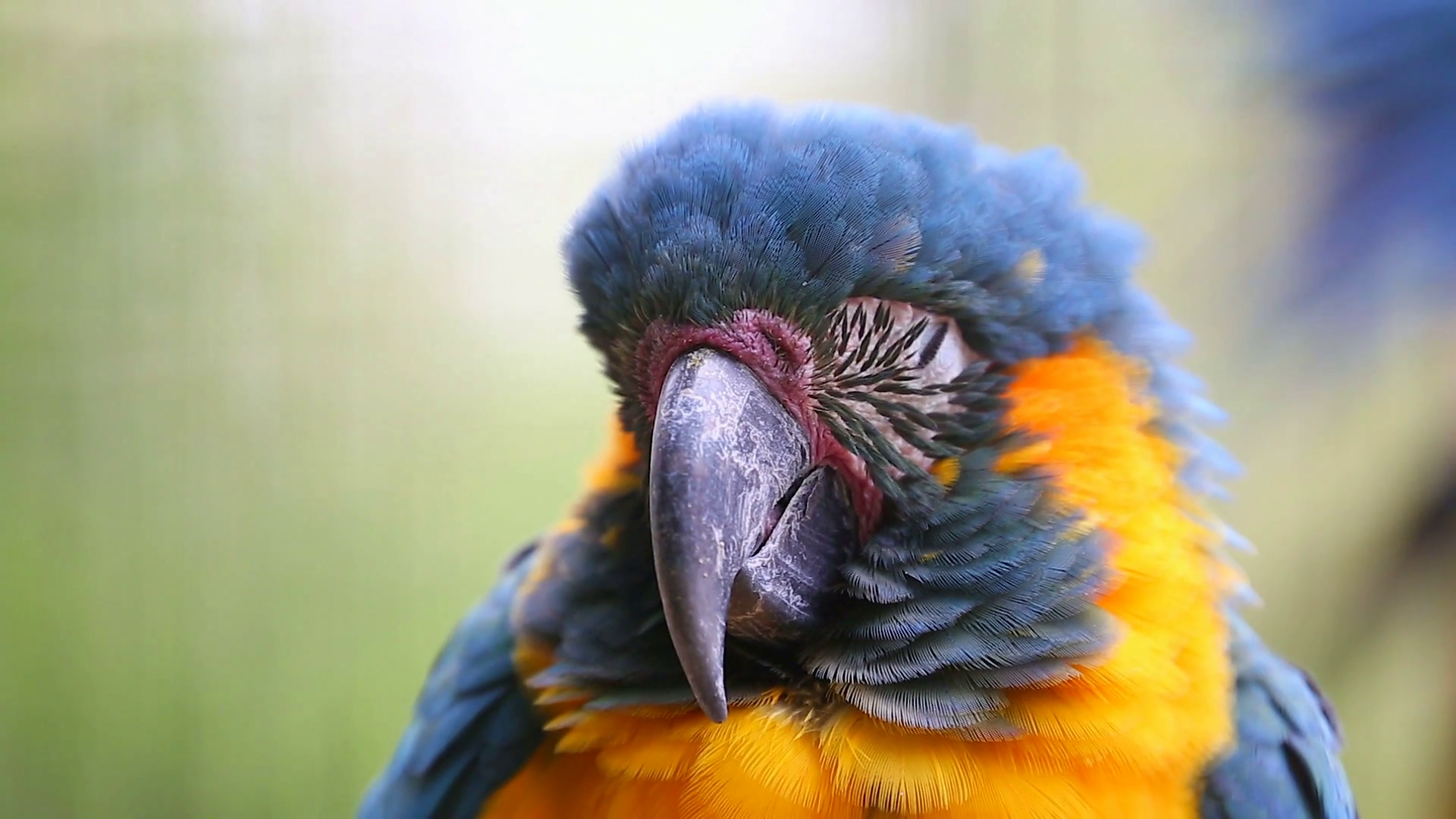 Blue and Yellow Macaw Sleeping - Closeup Portrait Stock Video ...