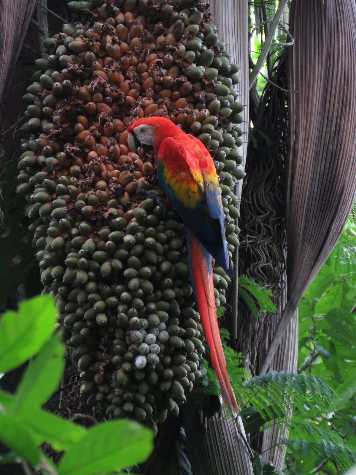 Macaw eating palm fruit