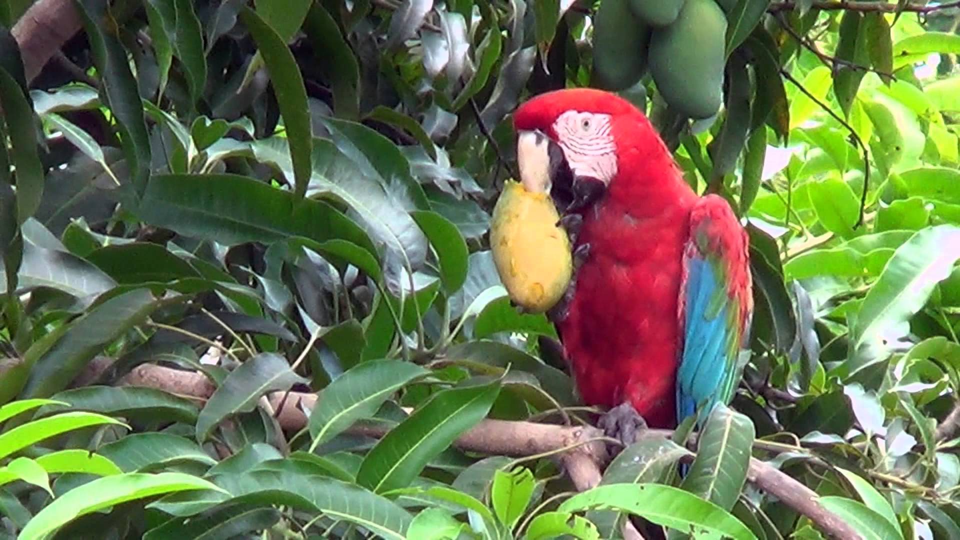 Red-and-green Macaw eating mango, Ara chloropterus, - YouTube